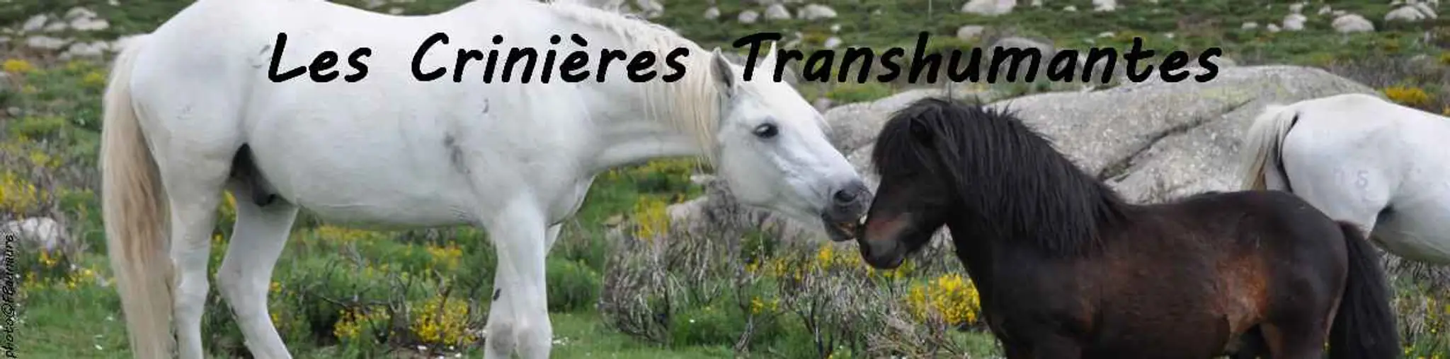 Les crinières transhumantes | Balade à cheval Mont Lozère