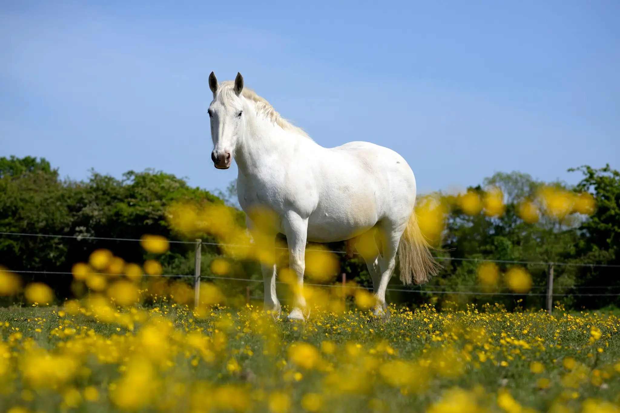 Balcultry Equestrian Centre