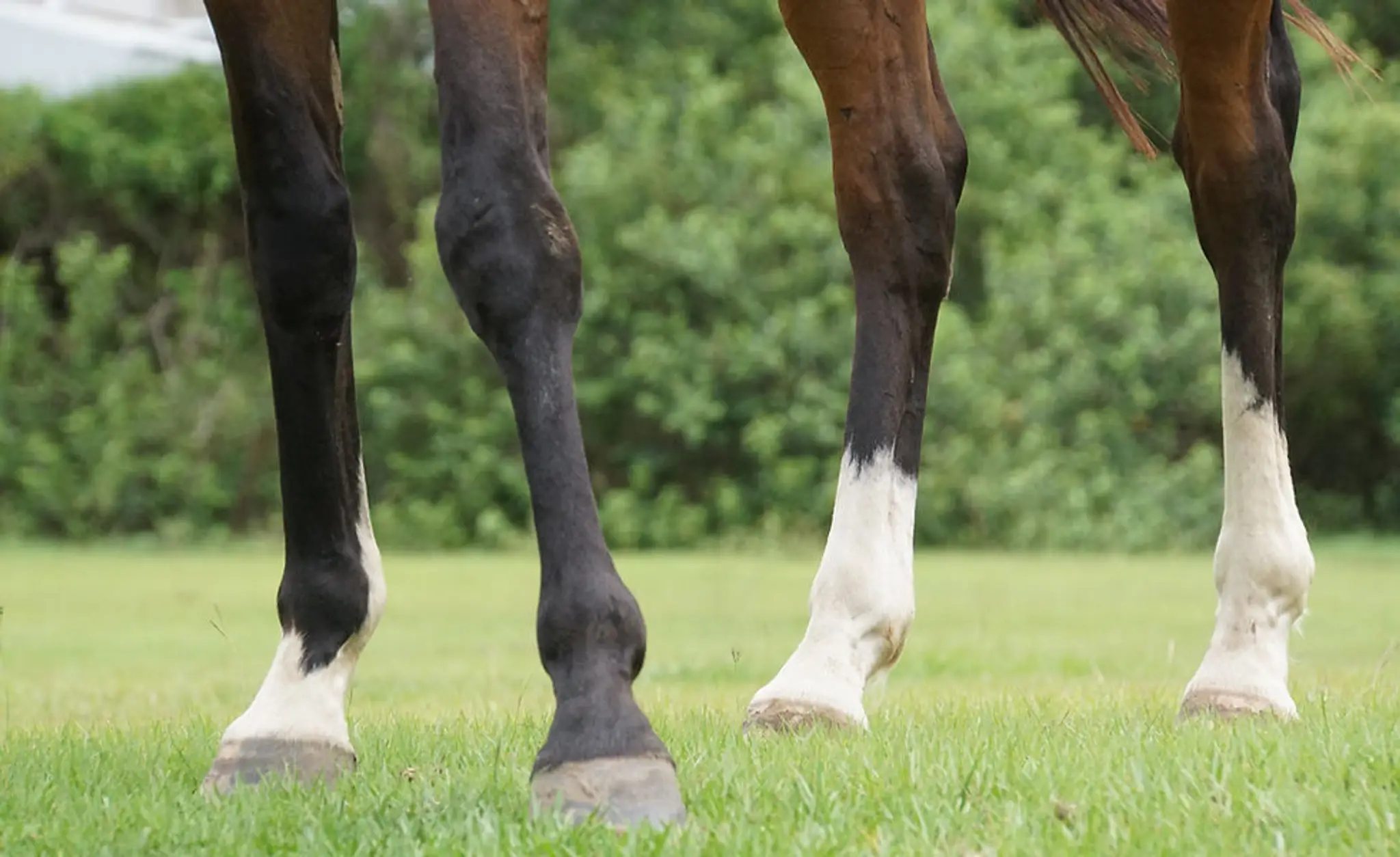 EquusTerra Therapeutic Horse Riding