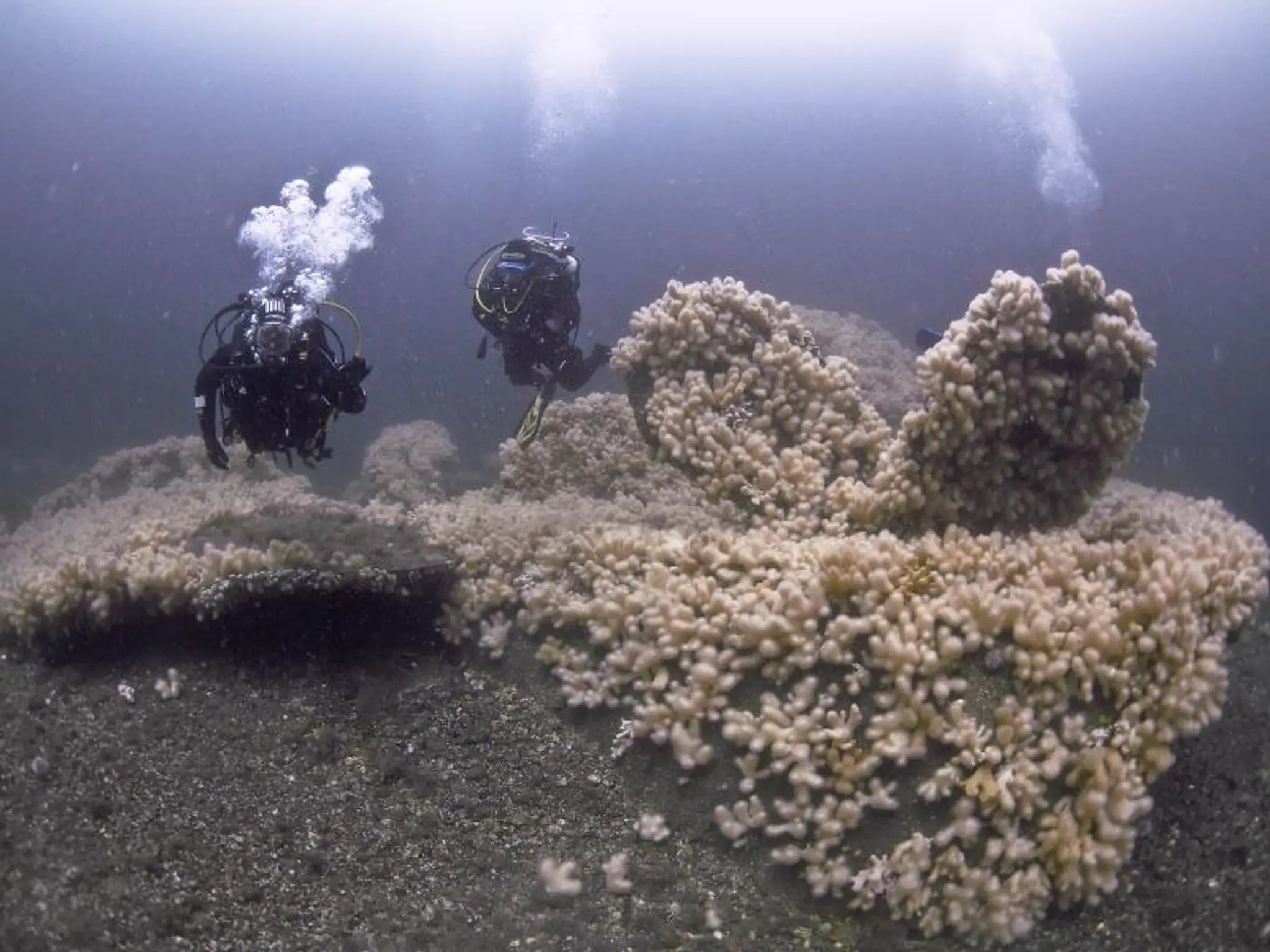 St Abbs Diving with Pathfinder