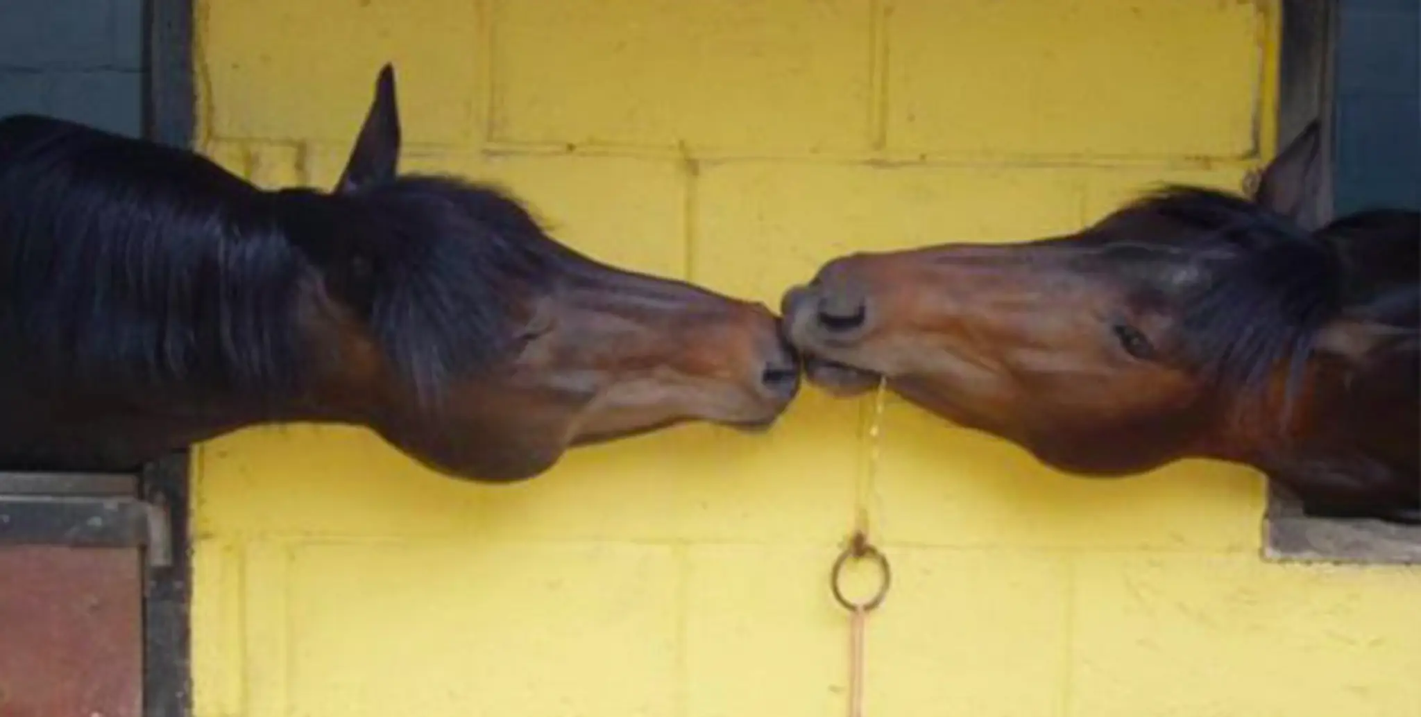 Green Cottage Riding Centre & Stud
