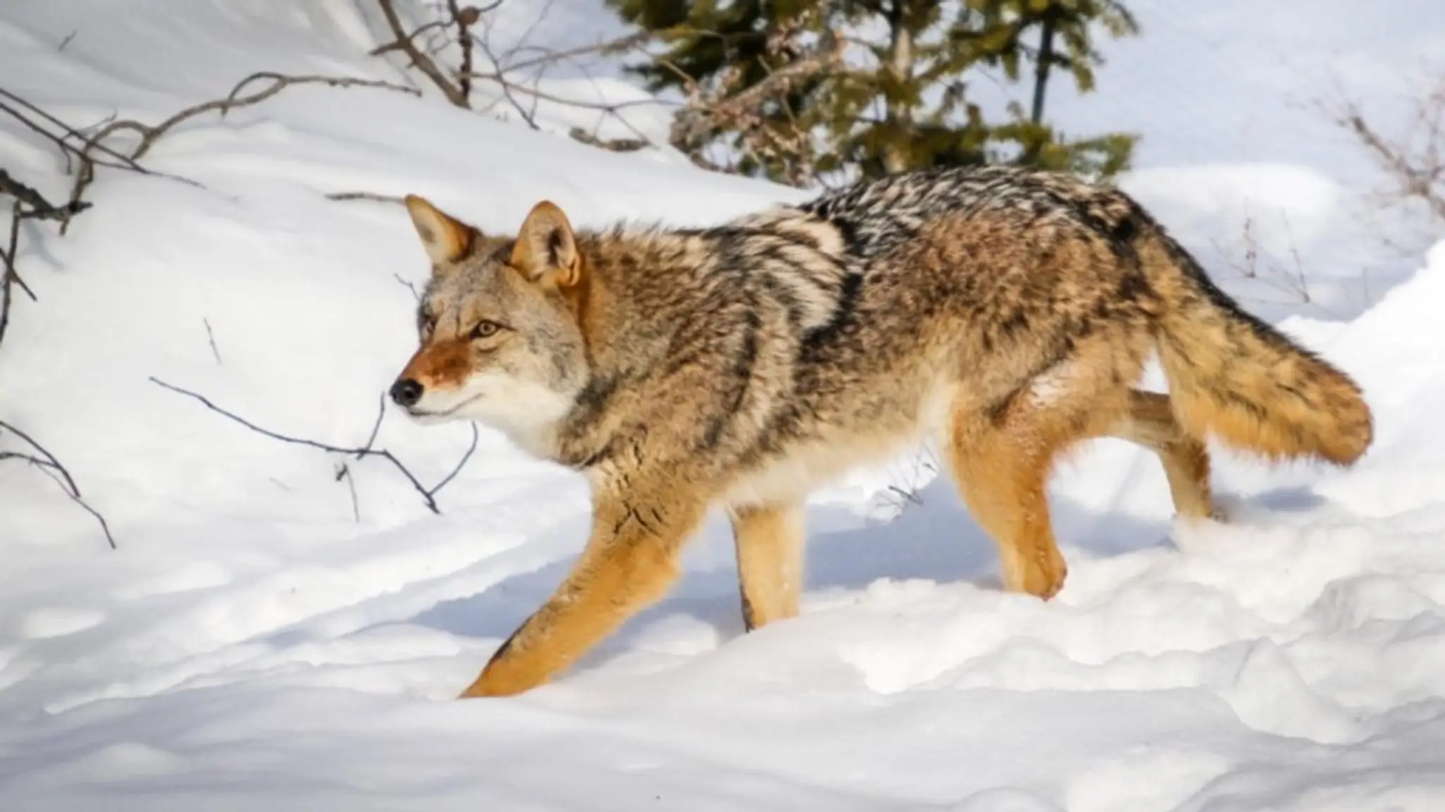 Pche sur Glace Duchesnay