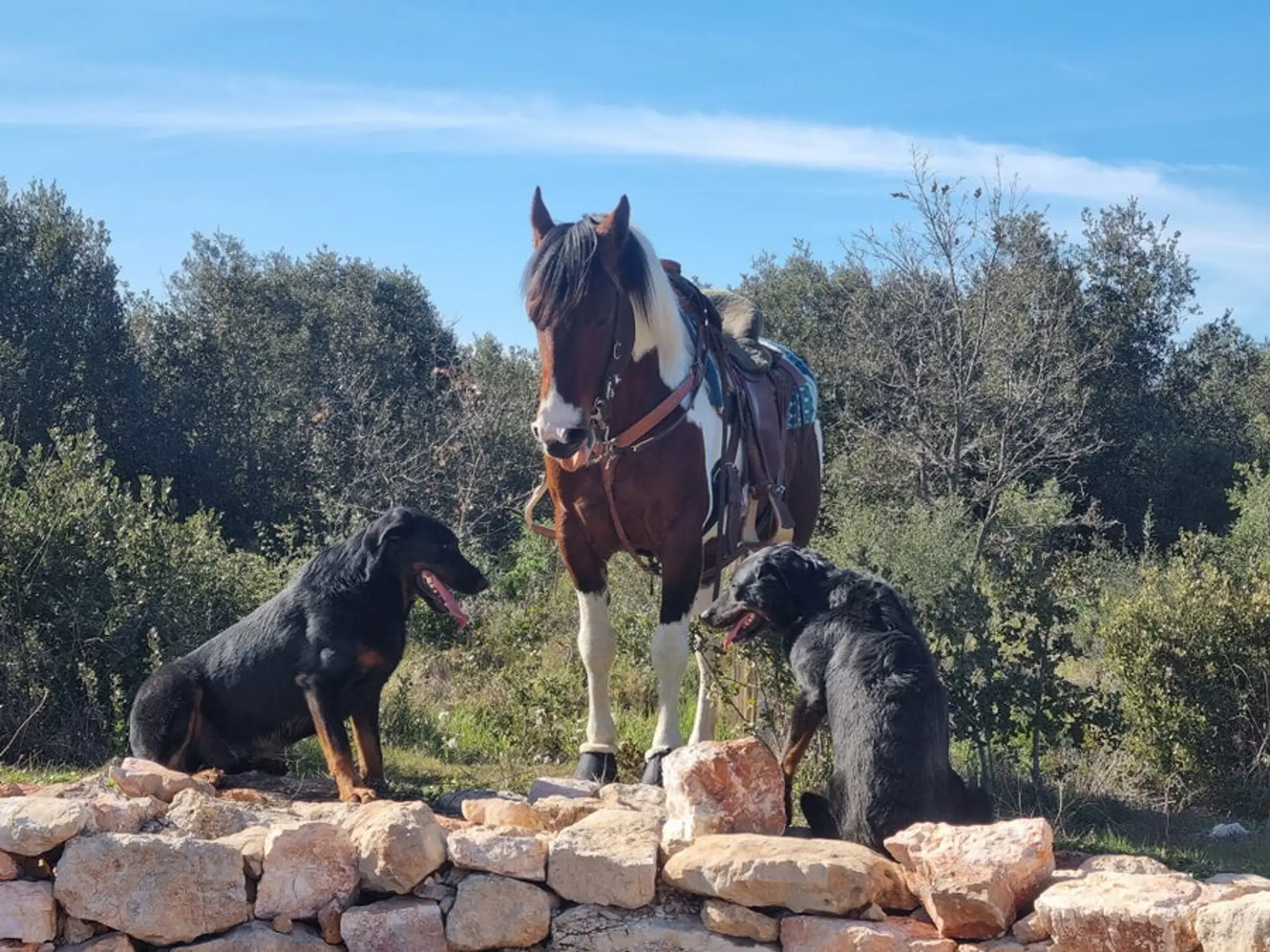 Les Chevaux Du Bessillon