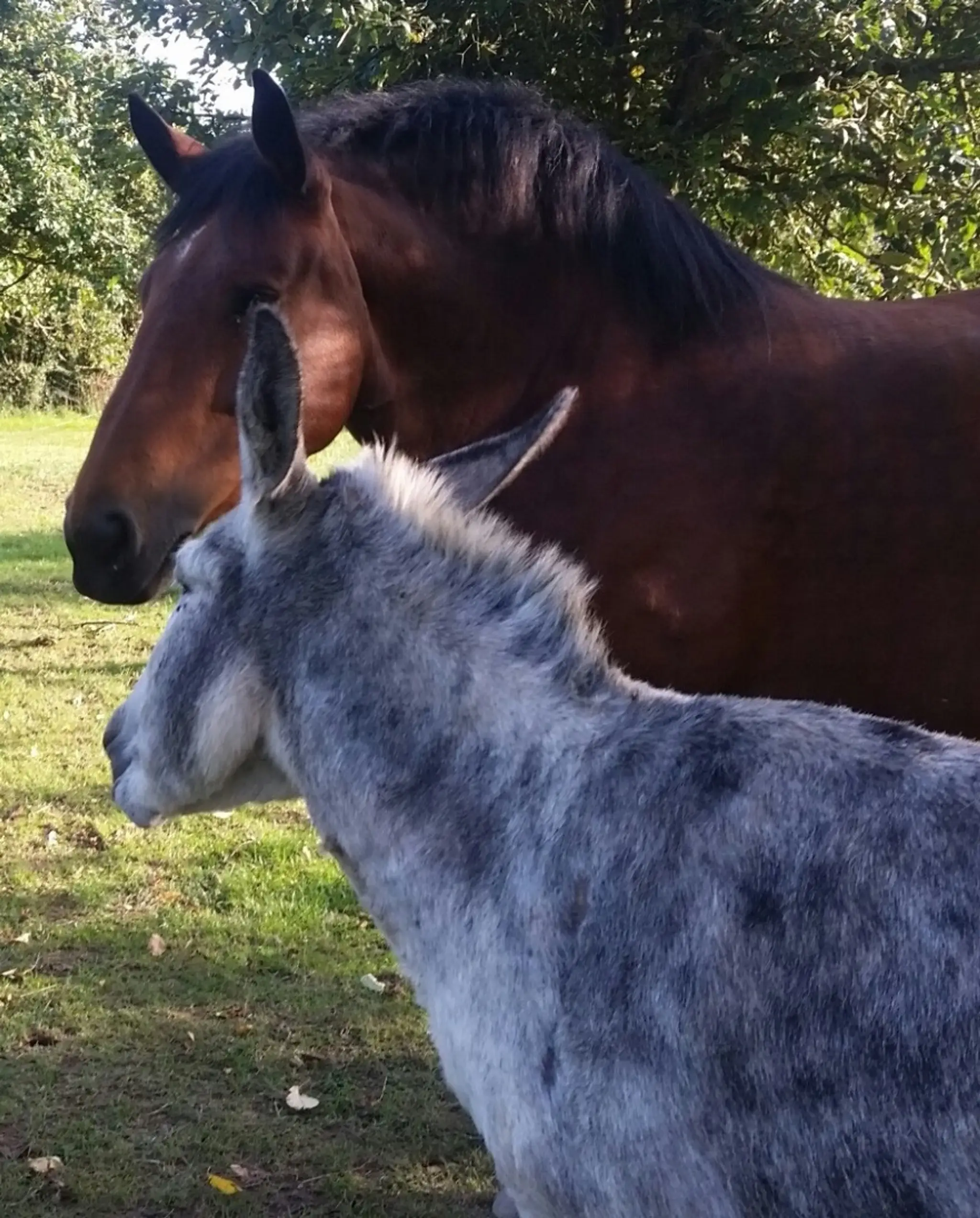 Camping à la ferme du Dieu Gaulois