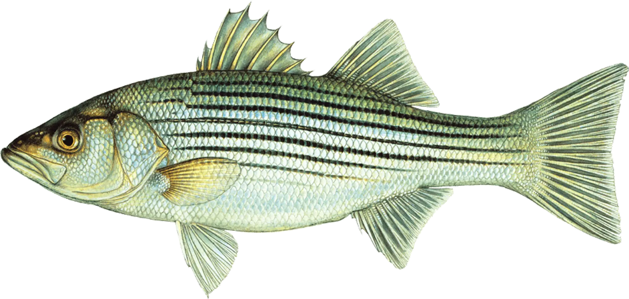 Excursion Kingfisher