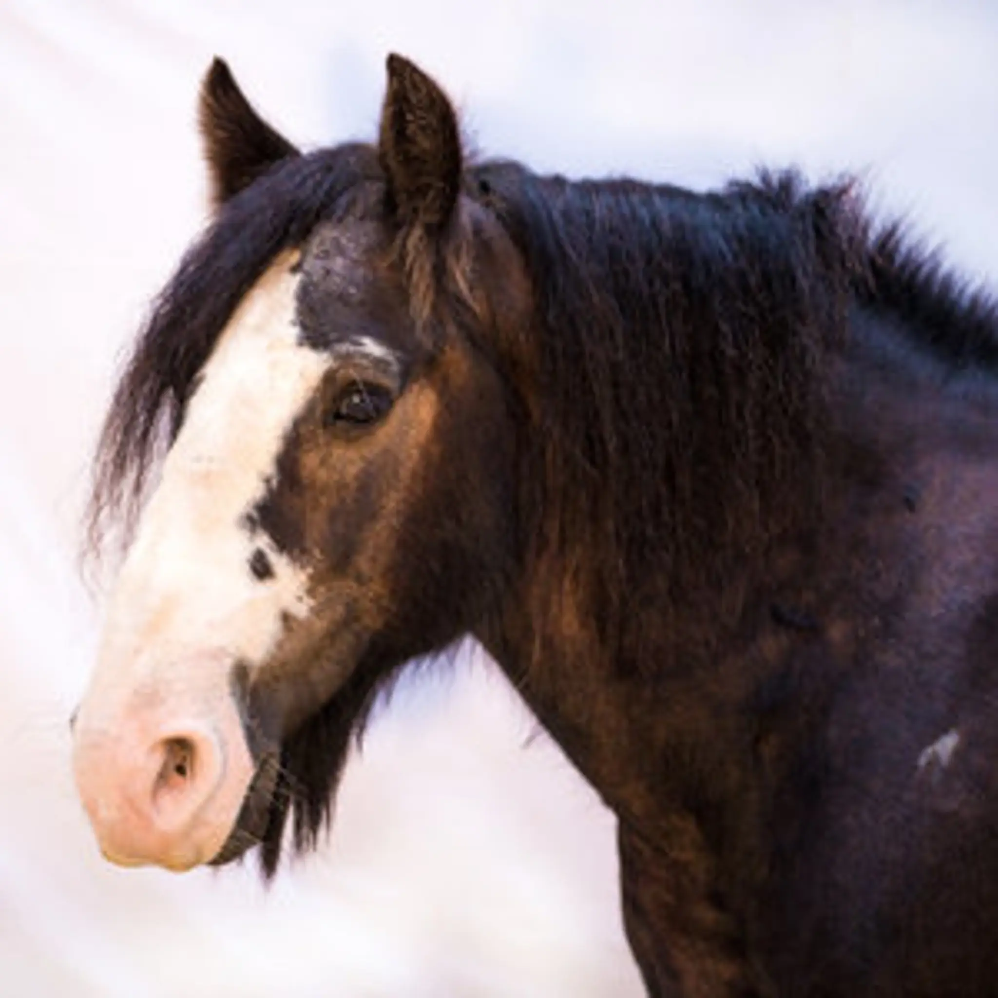 HARAS DE LUKOS