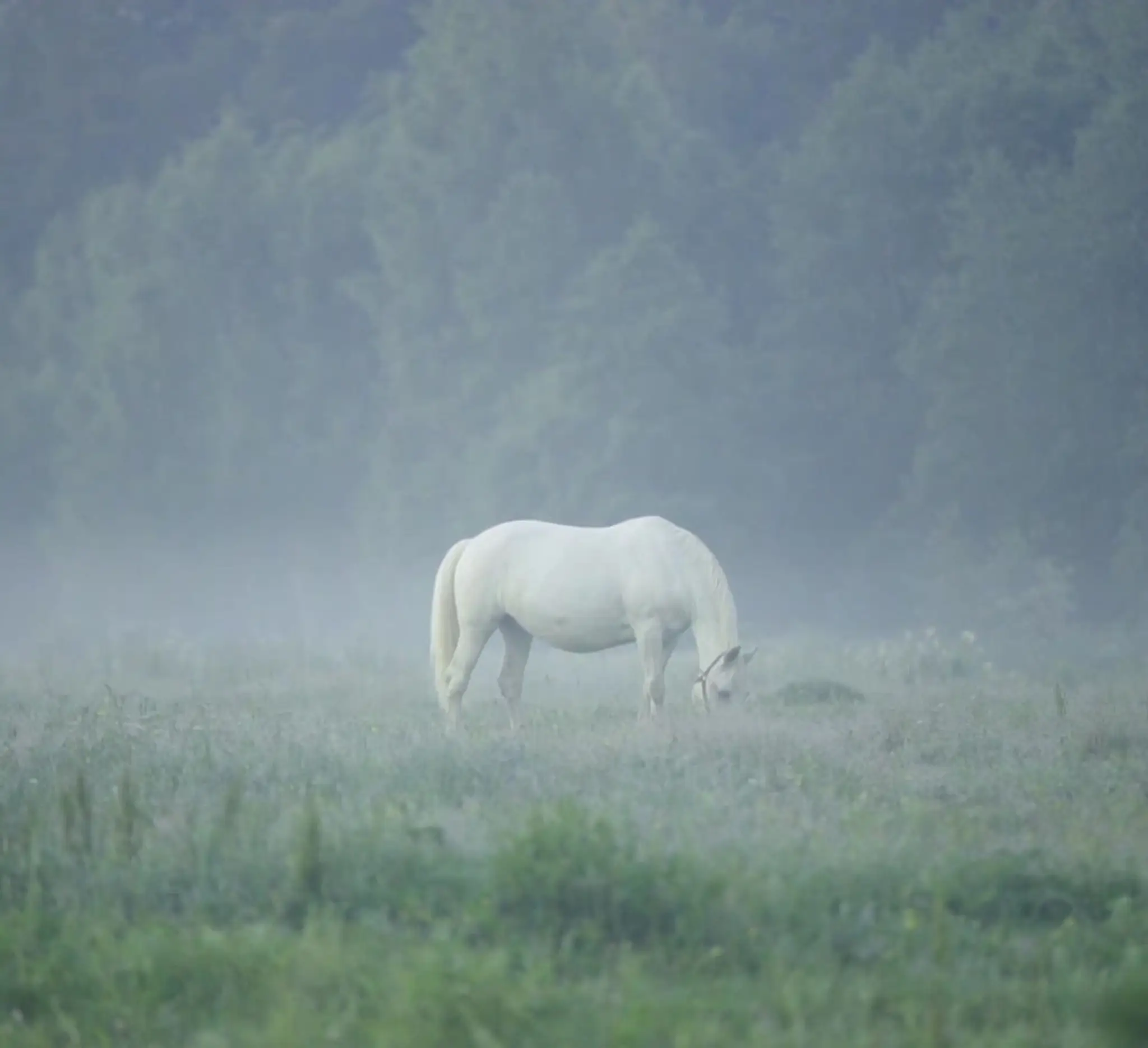 BW Dressage @ Azzabelle Park Peechelba Vic