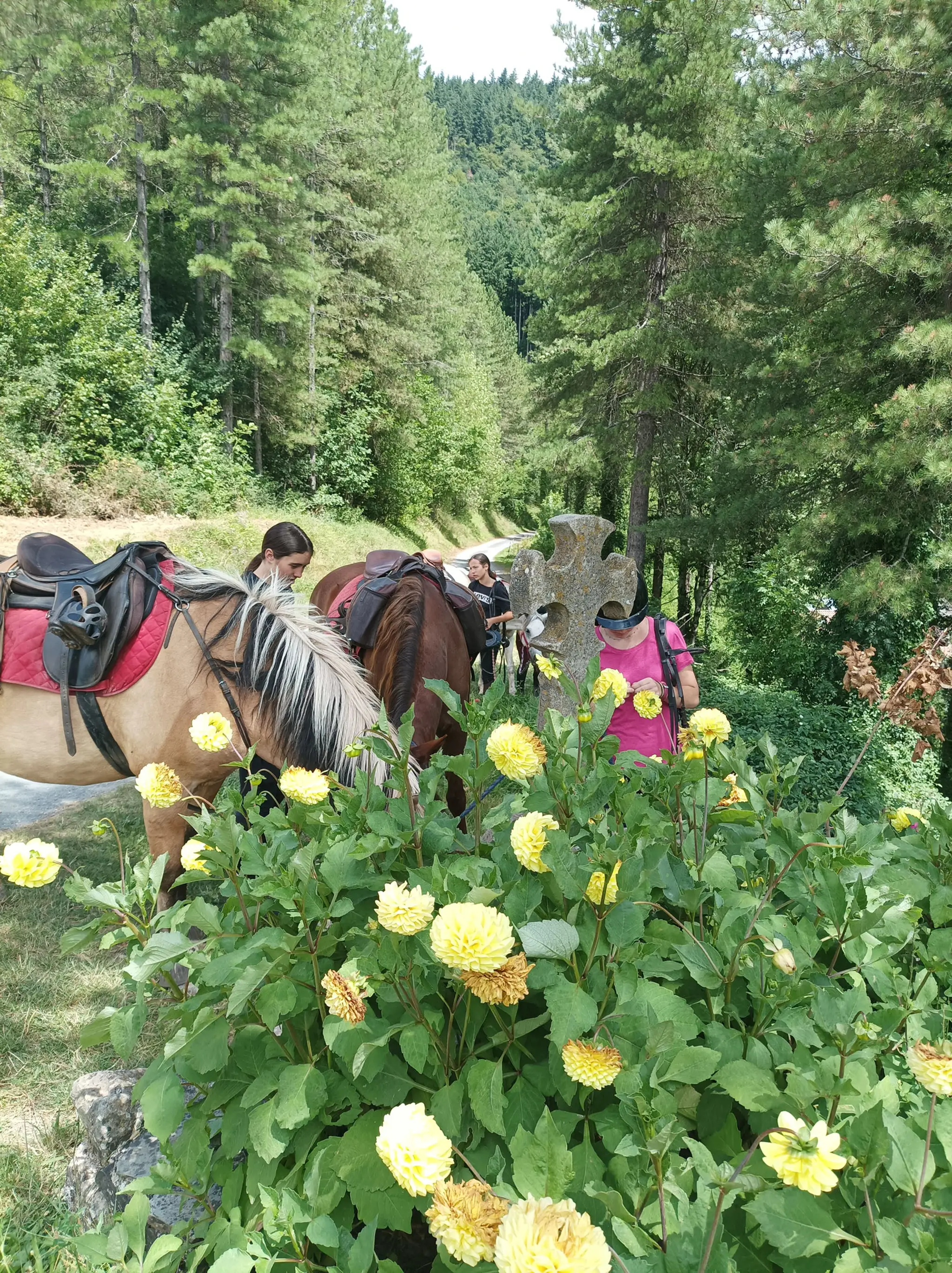 LES PONEYS DU ROUGIER