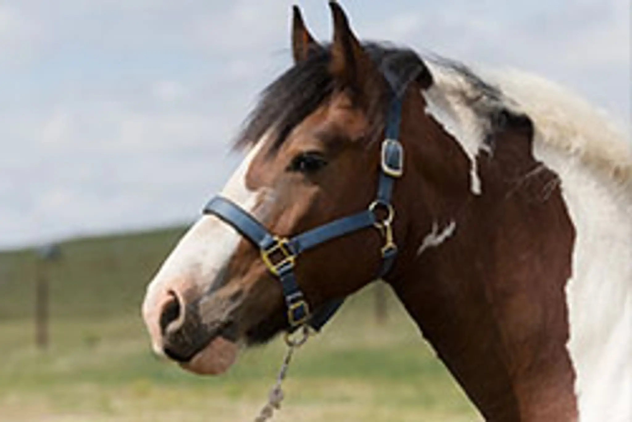Aberdeen Riding Club