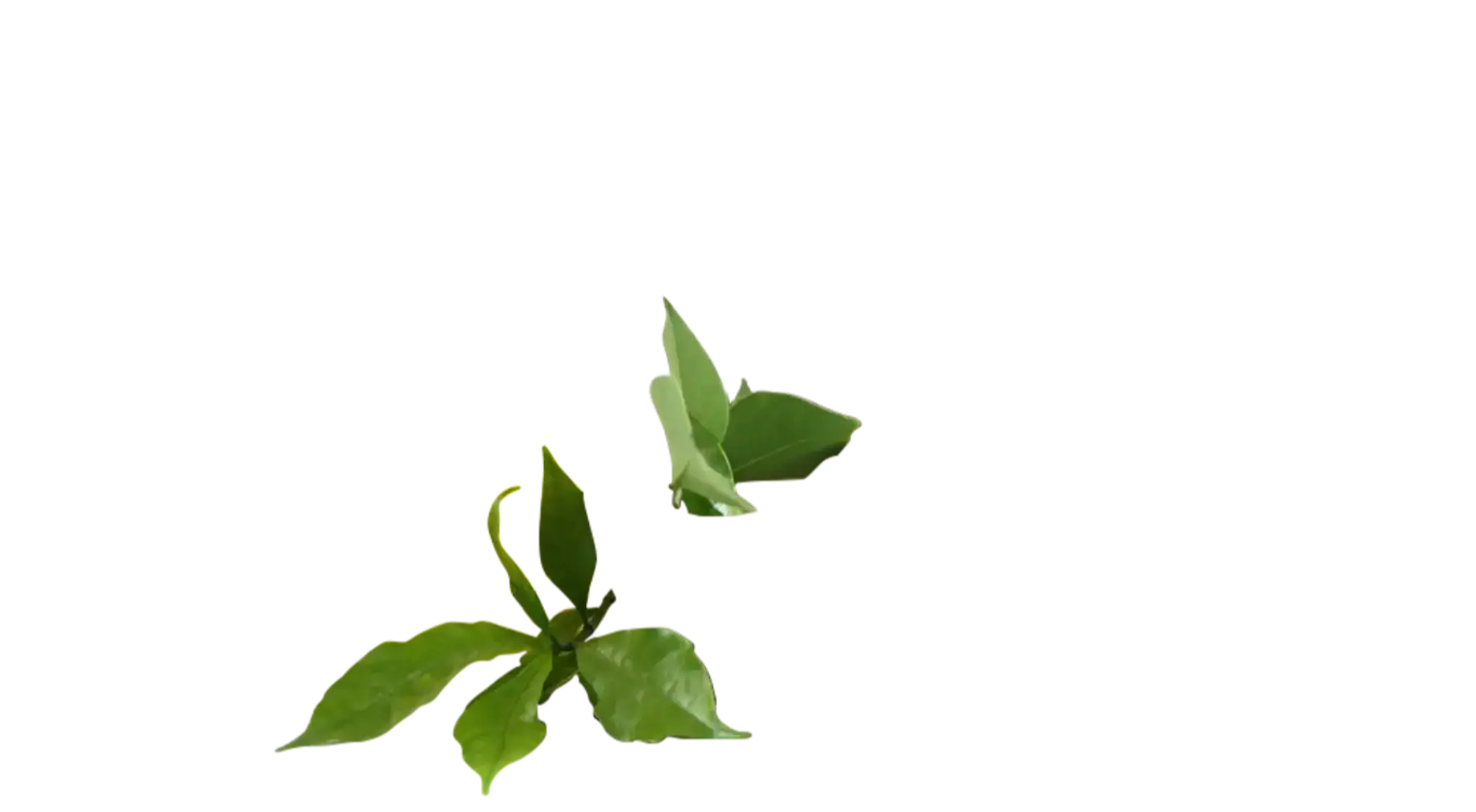 Sanjeevani Ayurveda Hospital and Panchakarma Center, Bairagi patteda (SH Ayur)