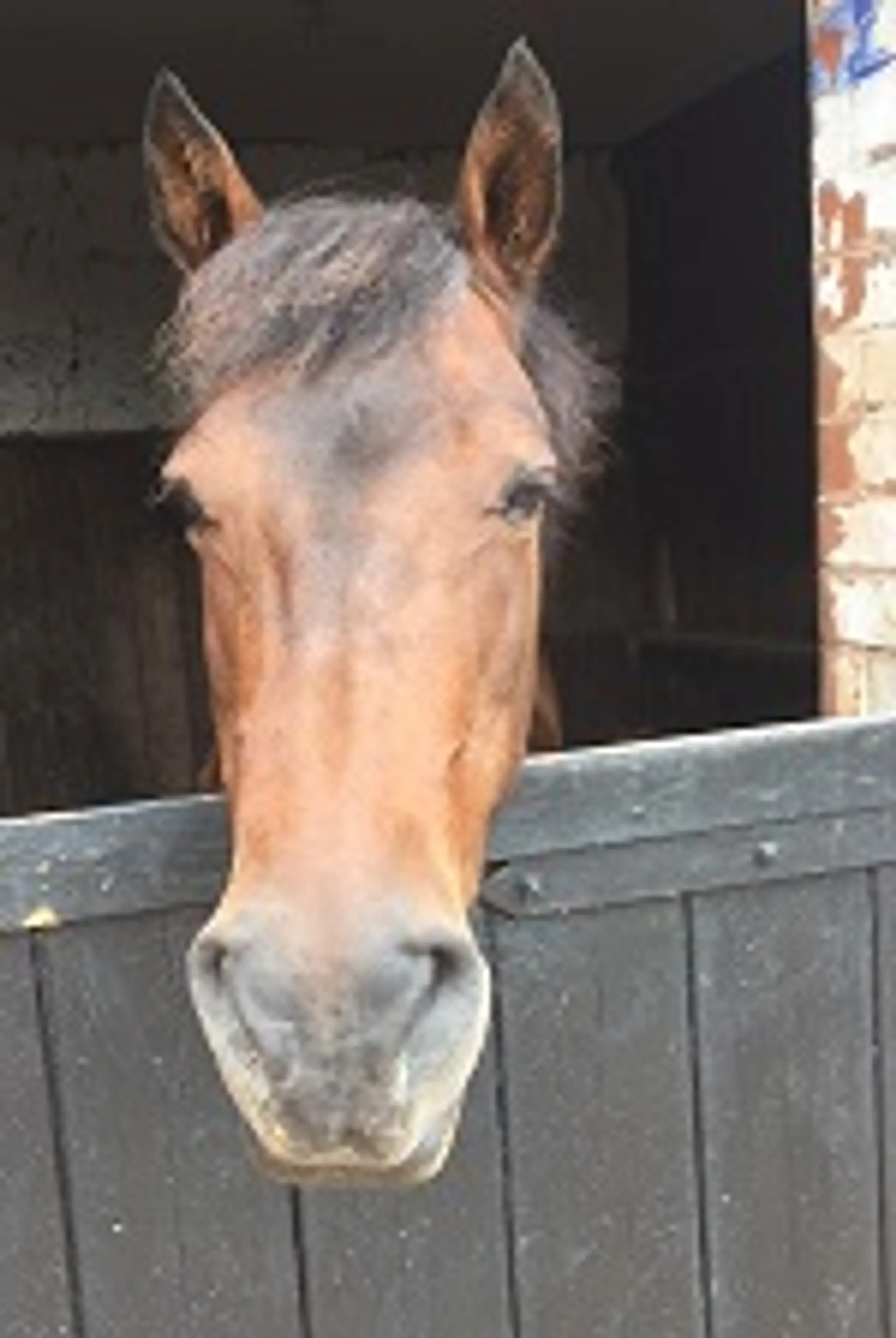 Adsborough House Stables