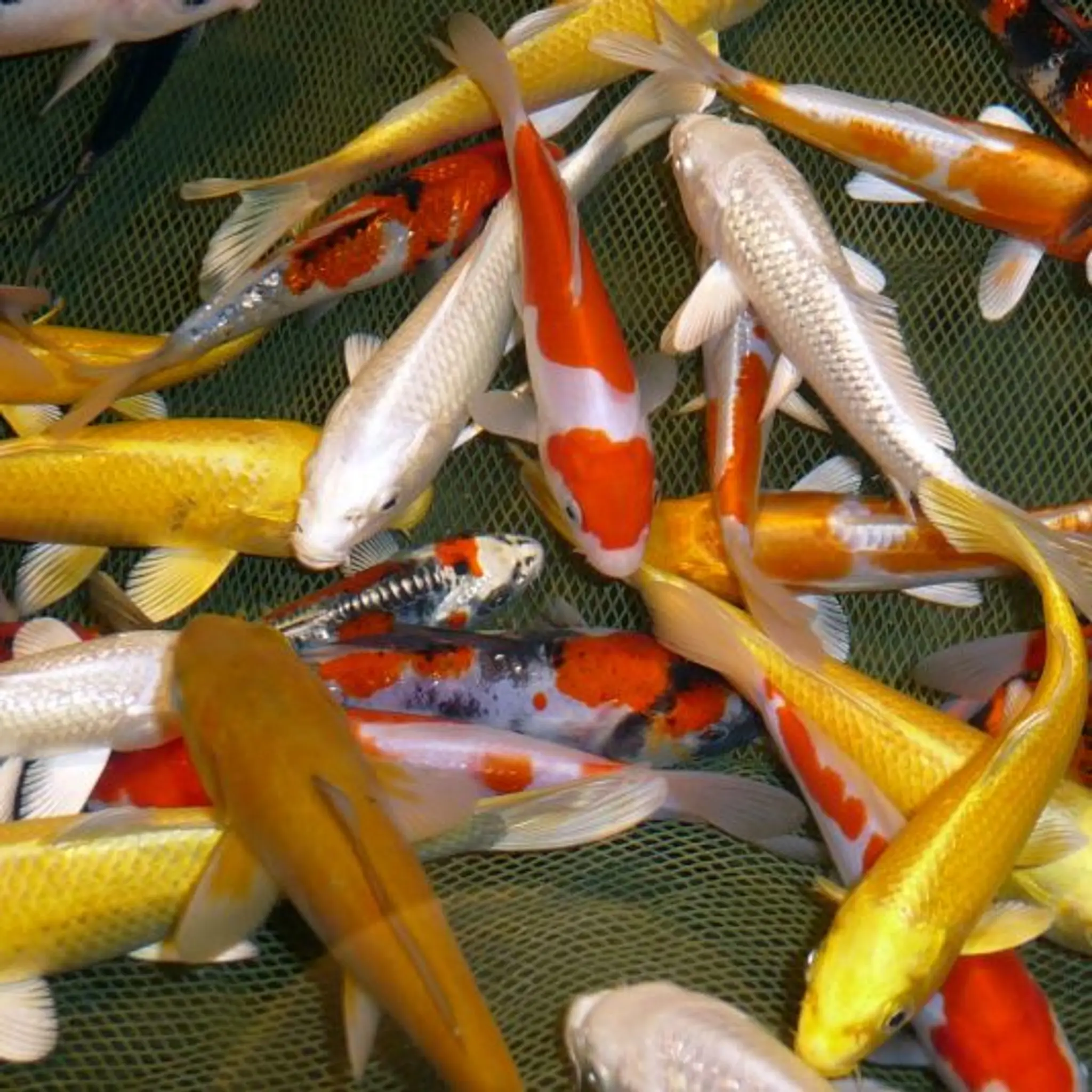 Catching fish Villette