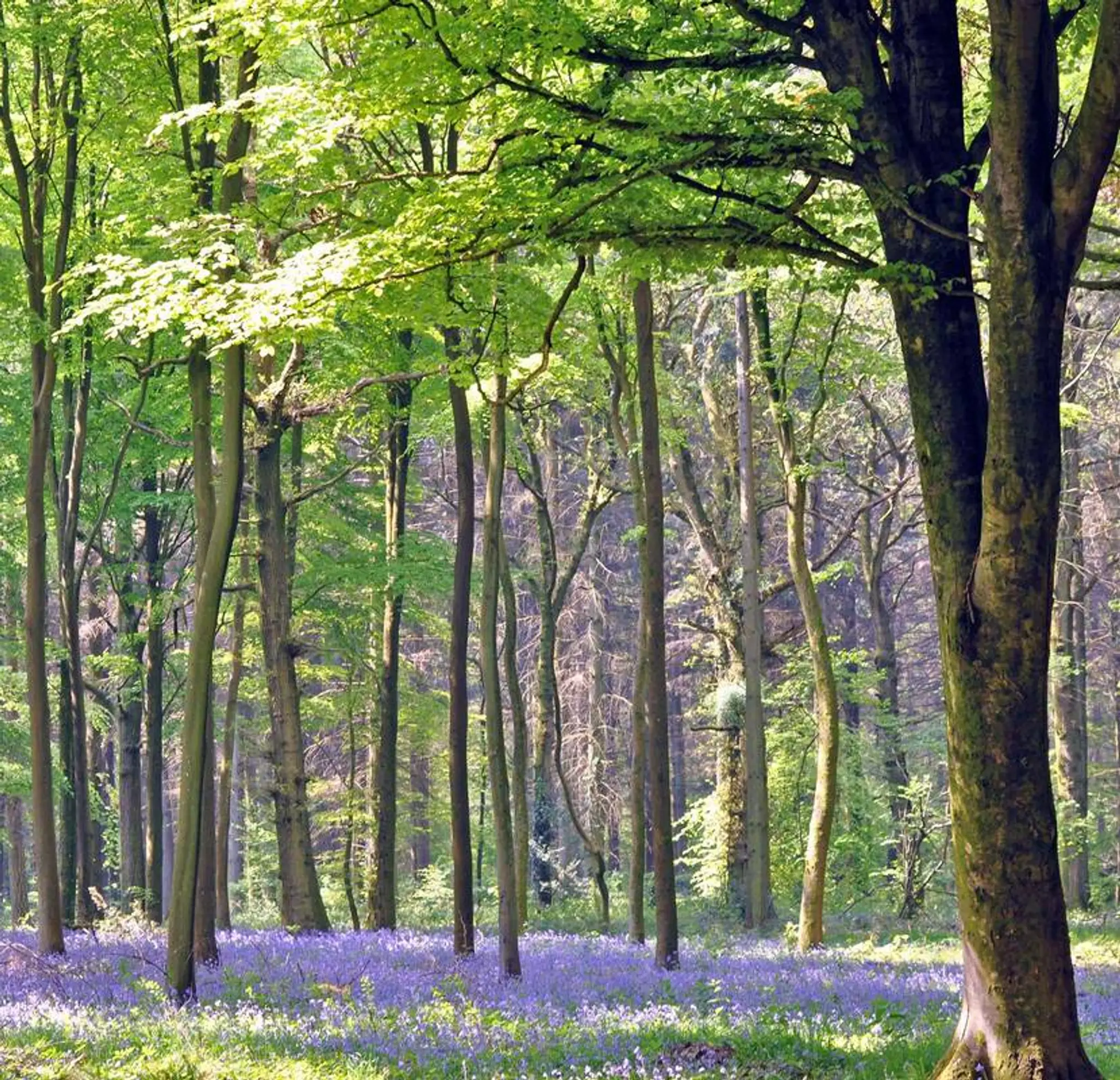 Grovely Riding Centre
