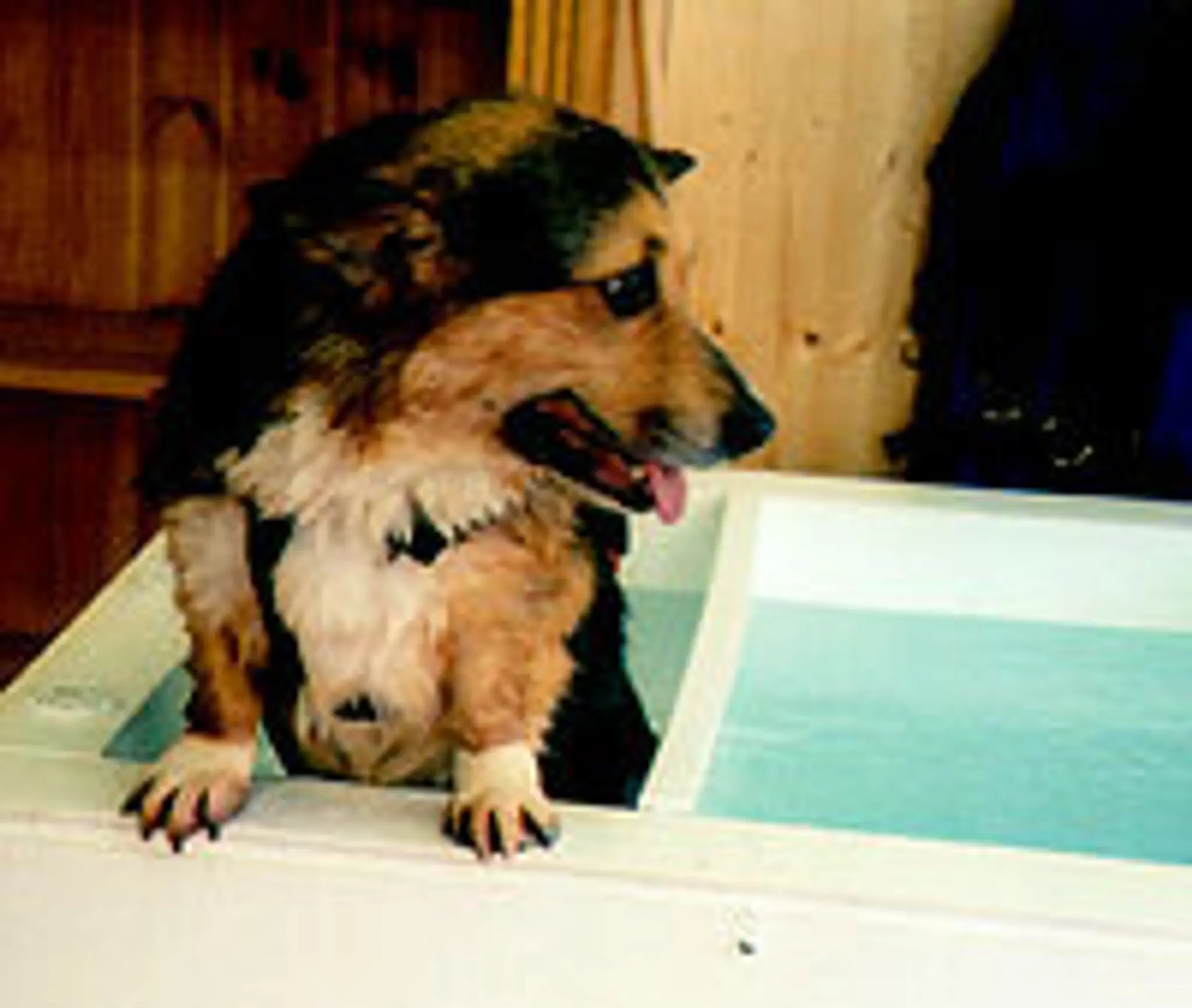 Nottingham Canine Hydrotherapy Centre