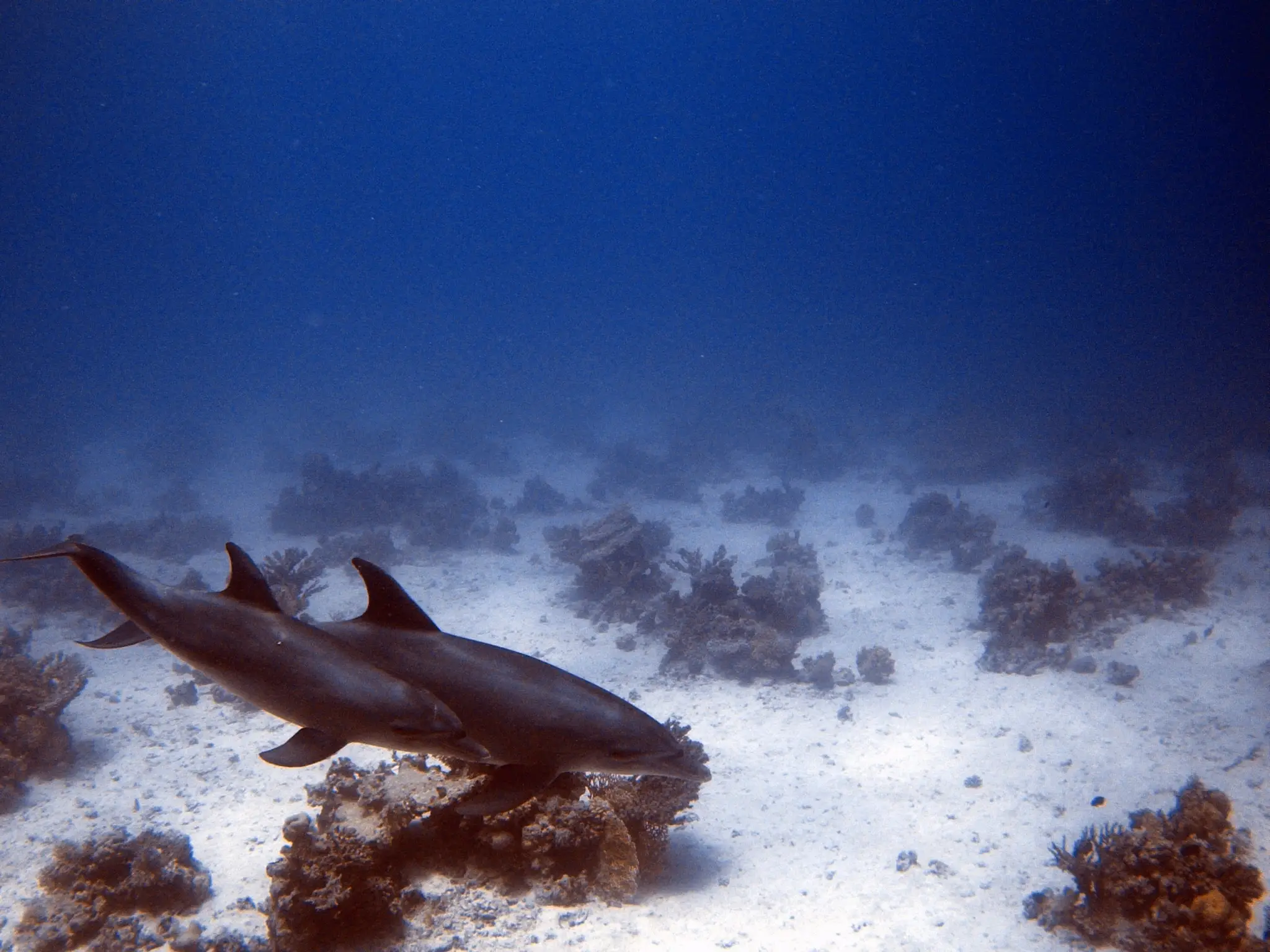 Chiltern Divers 1590