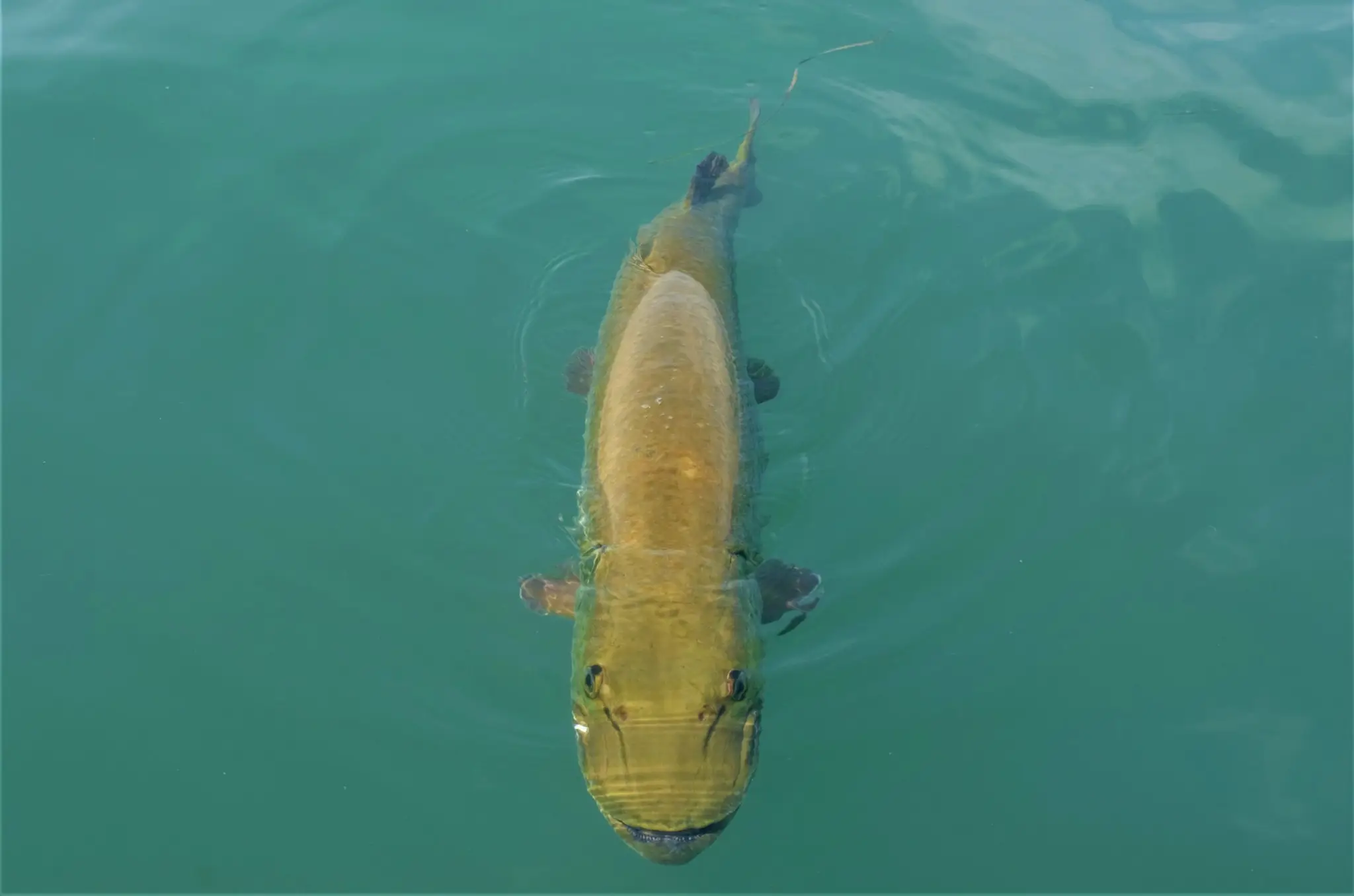 Guide de Pche Patrick Therrien