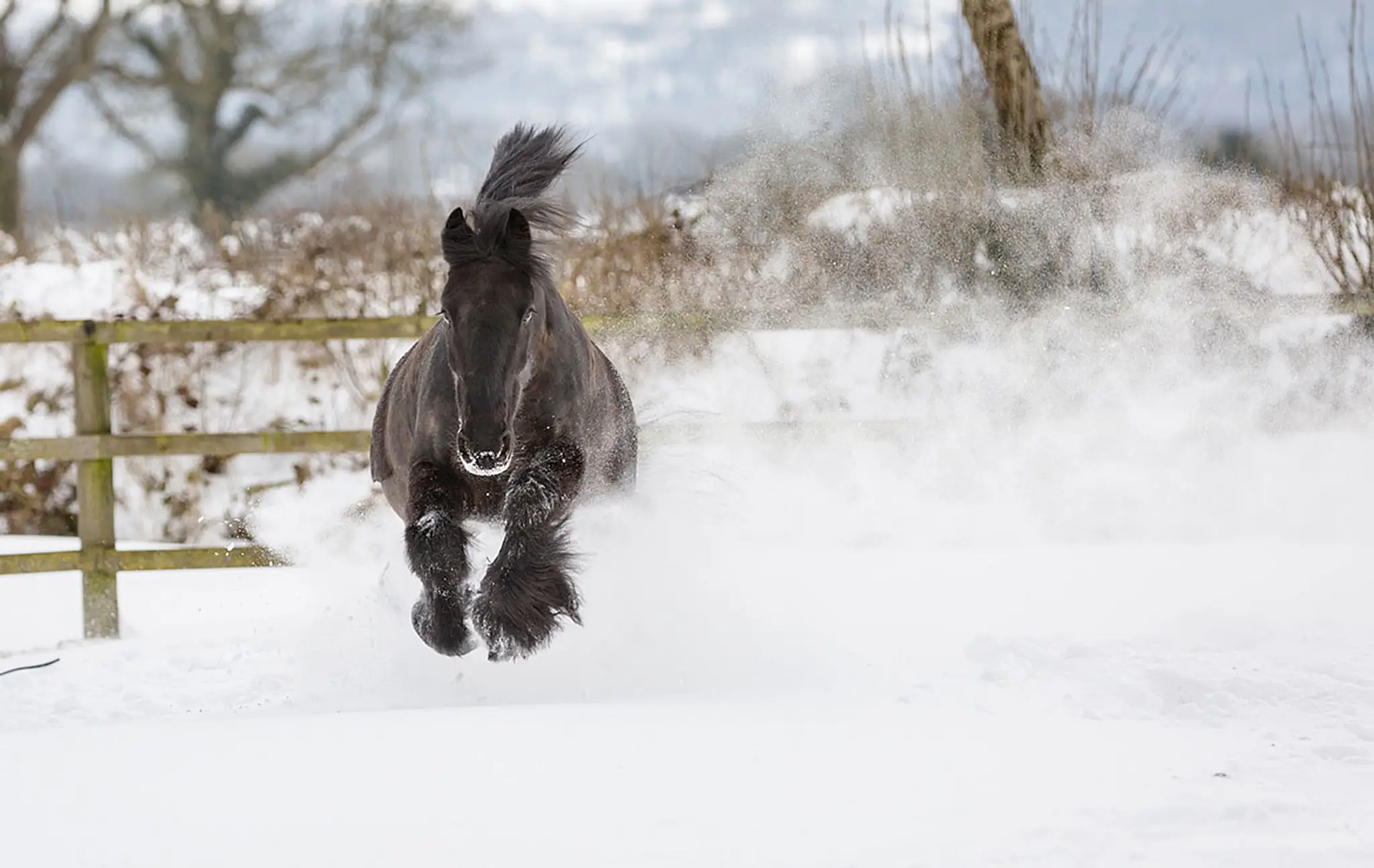Fenix Carriage Driving Centre