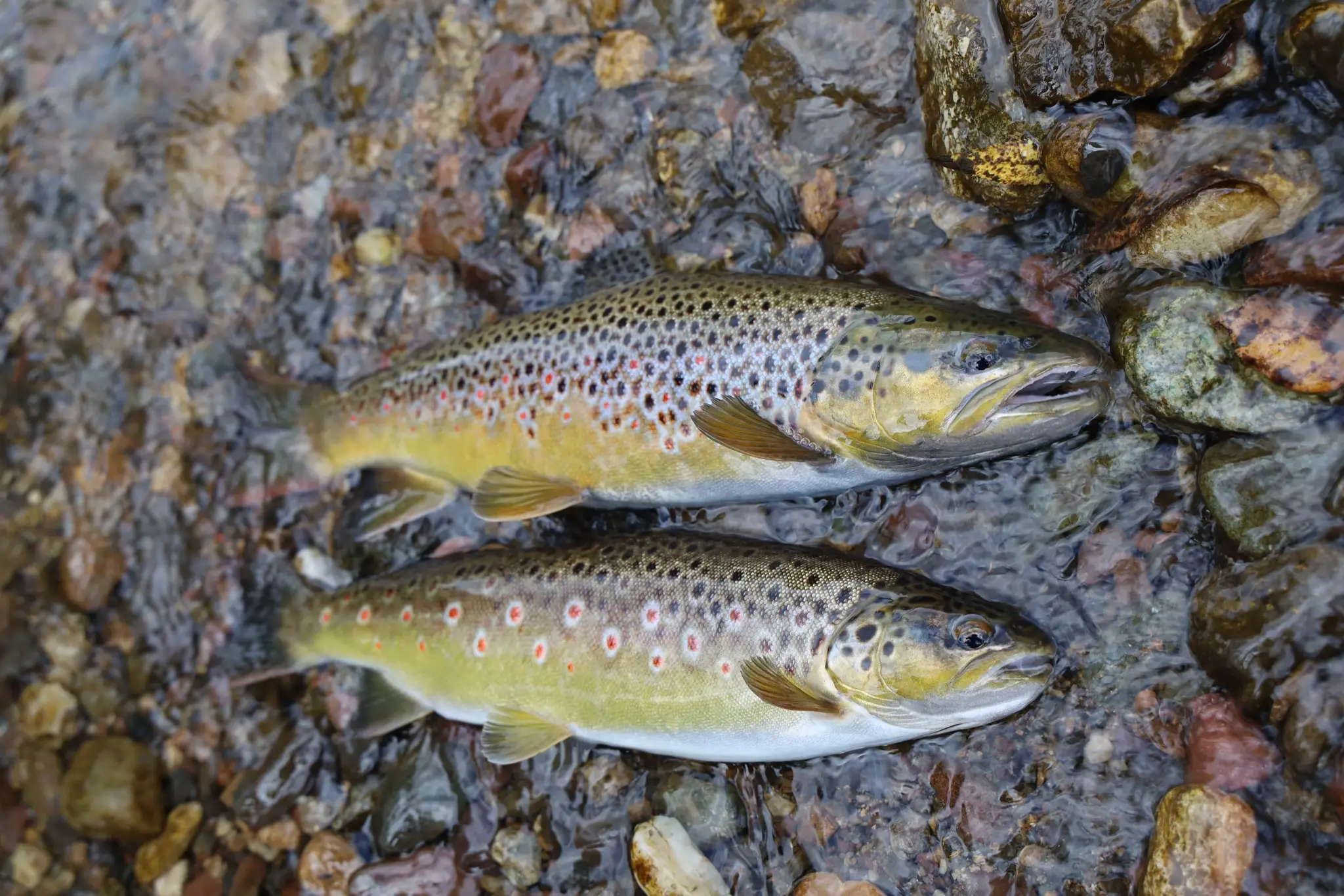 Rybárska organizácia SRZ L. Hrádok