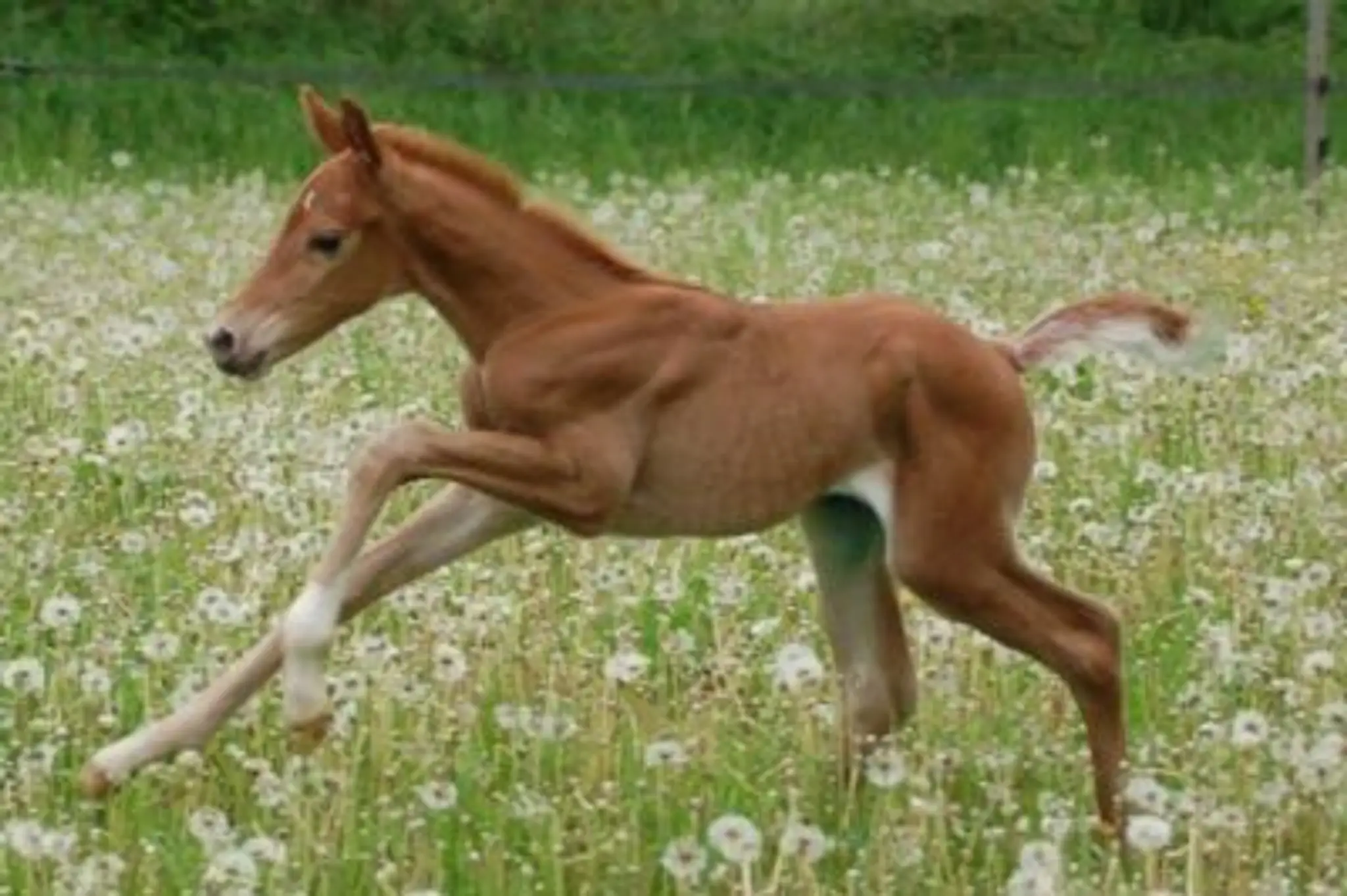 Haras Du Mille