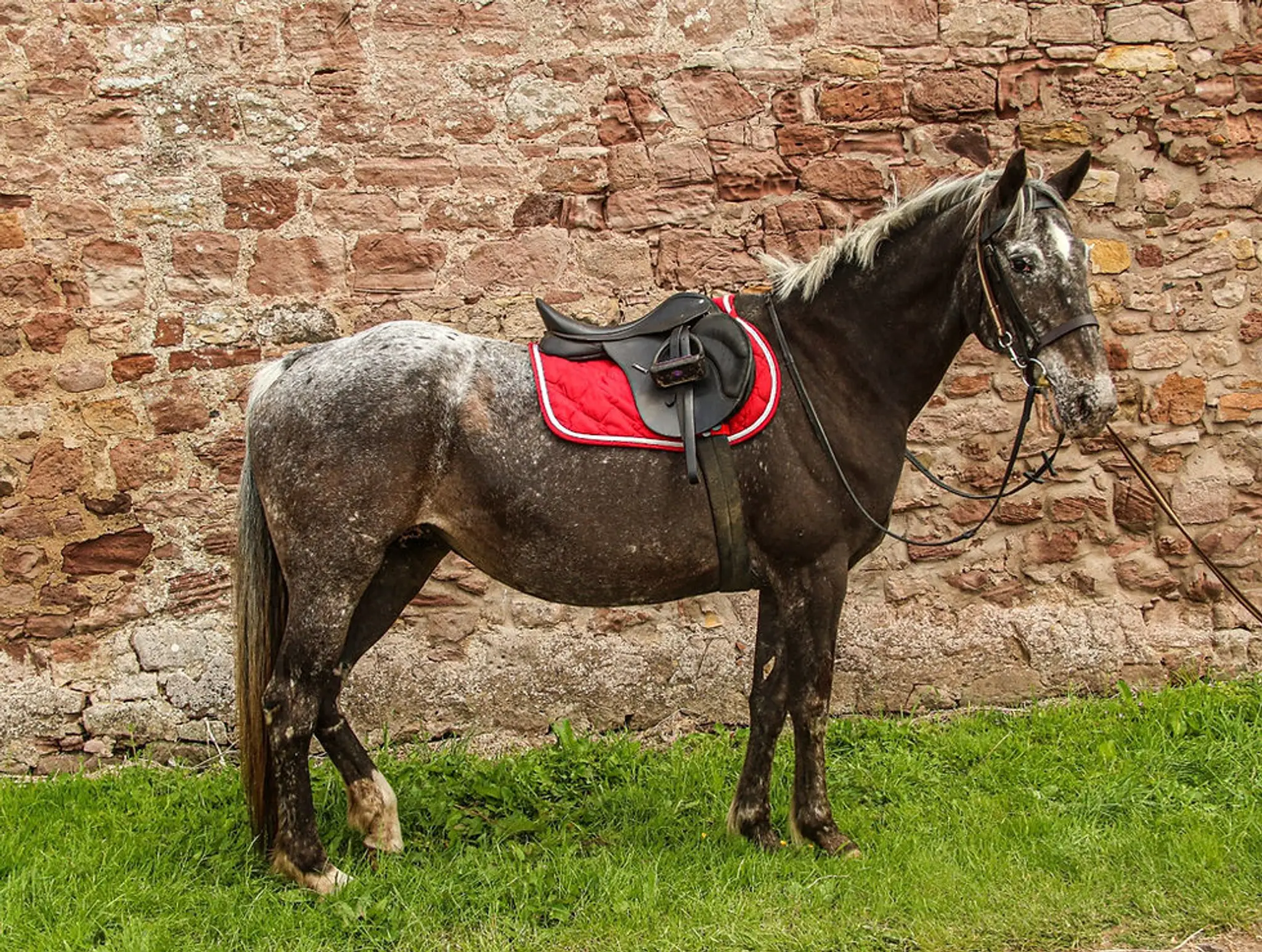 Castlemains Equestrian