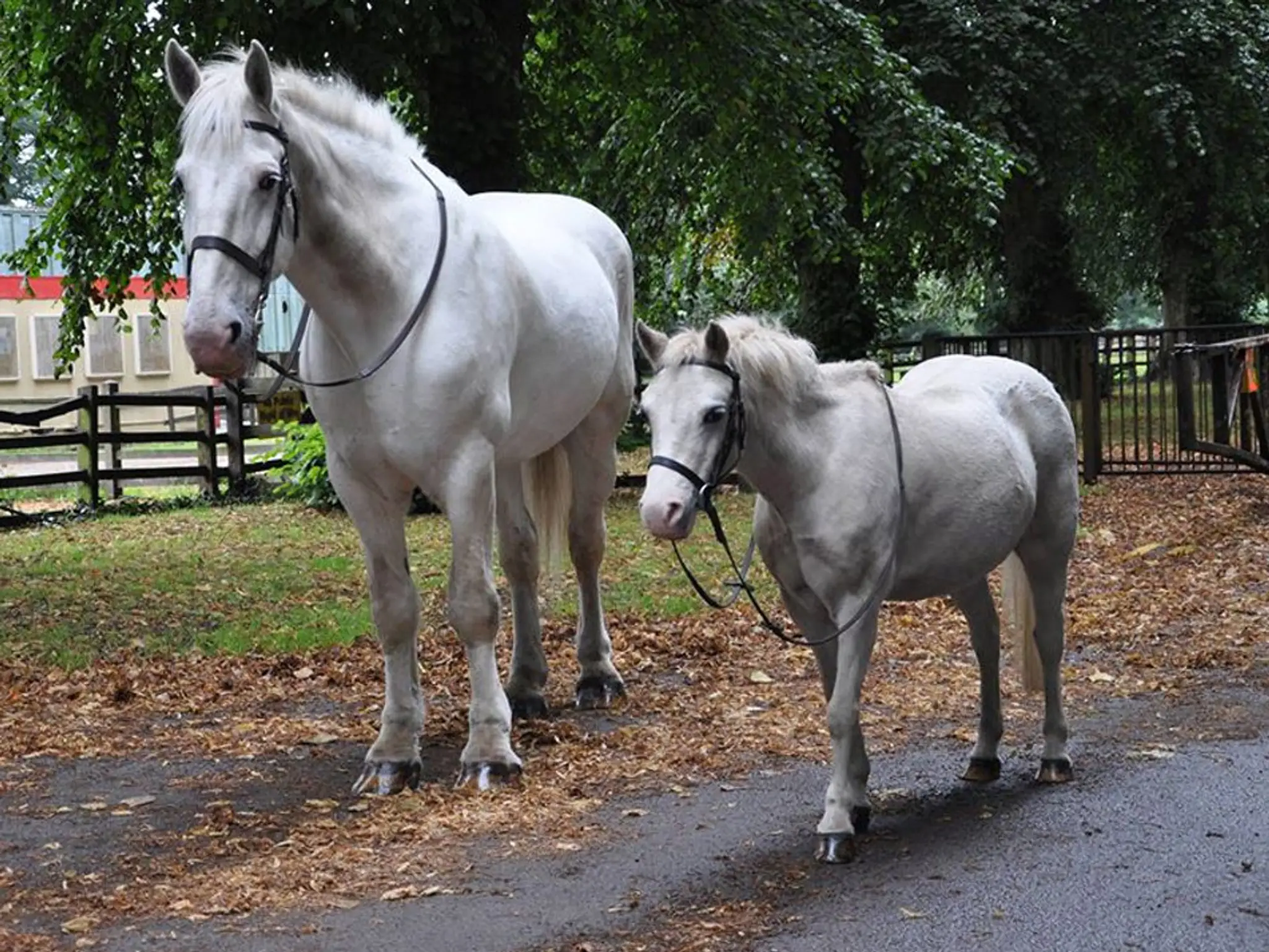 Cardiff Riding School