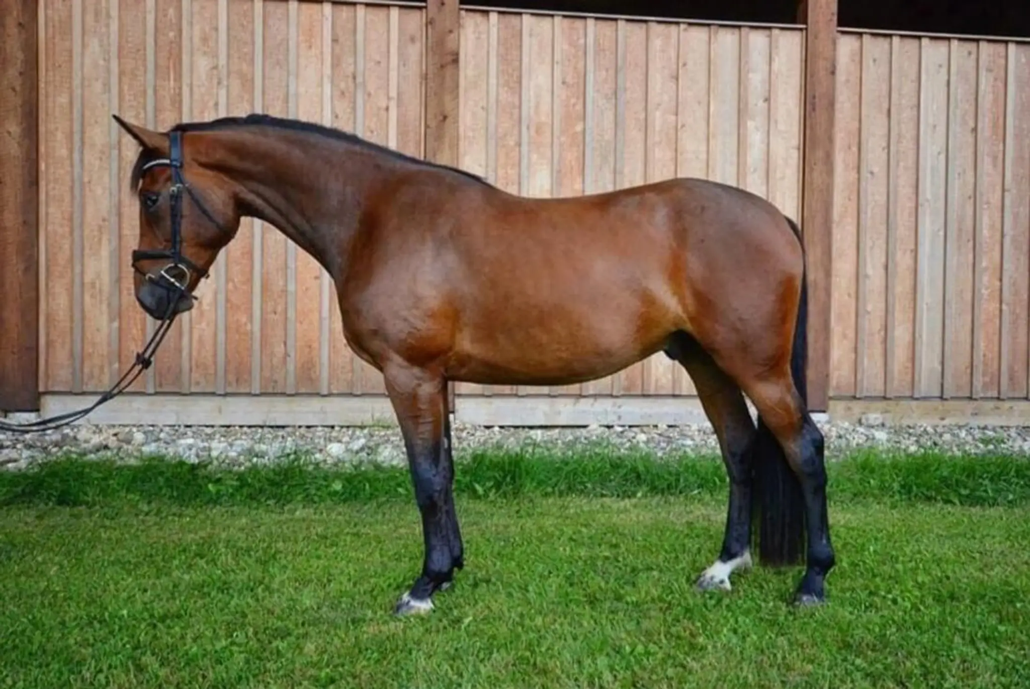 Mustang Powder Horse Trials