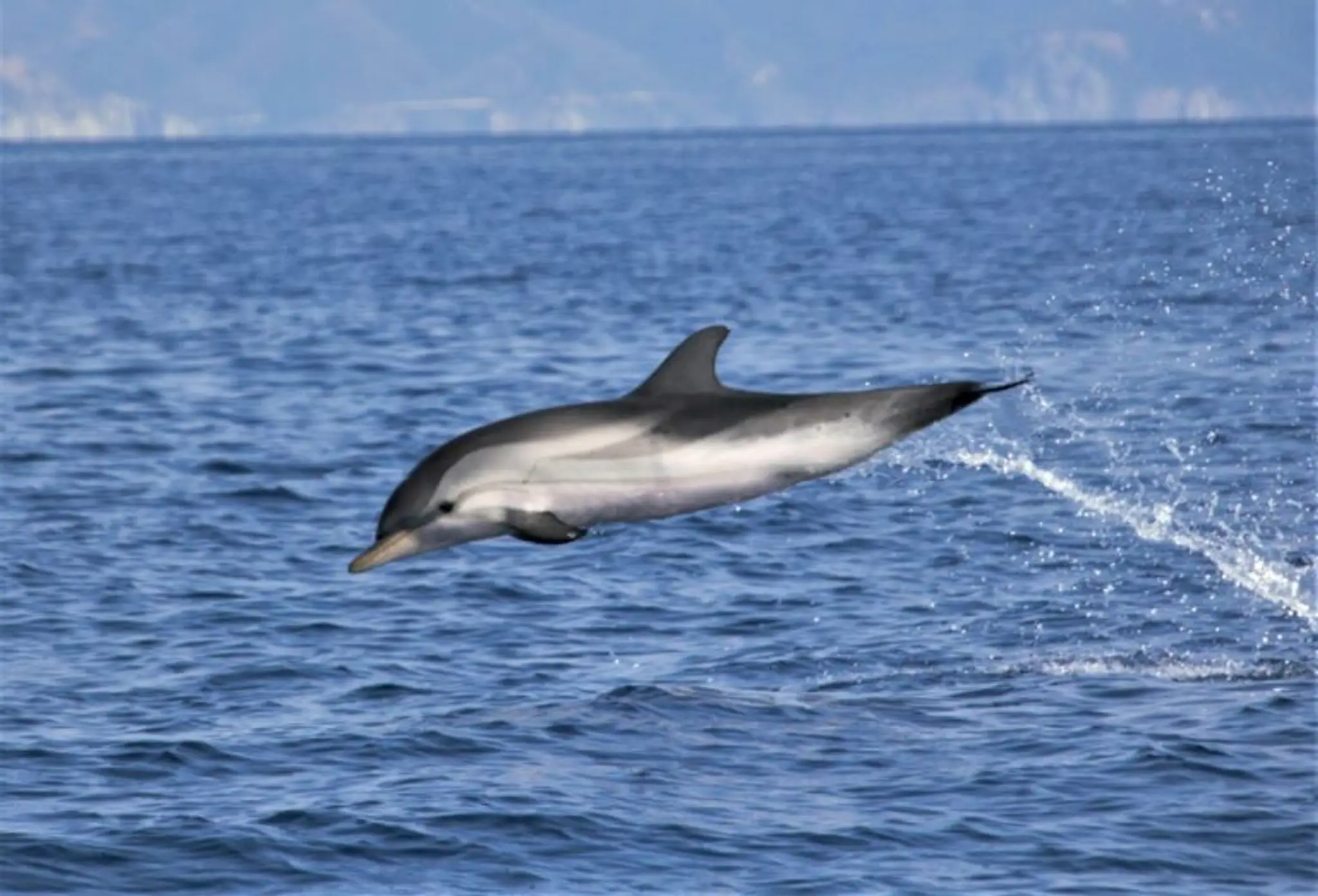 San Paulu Navette Maritime - Sentier des Douaniers - Promenades en bateau - Cap Corse
