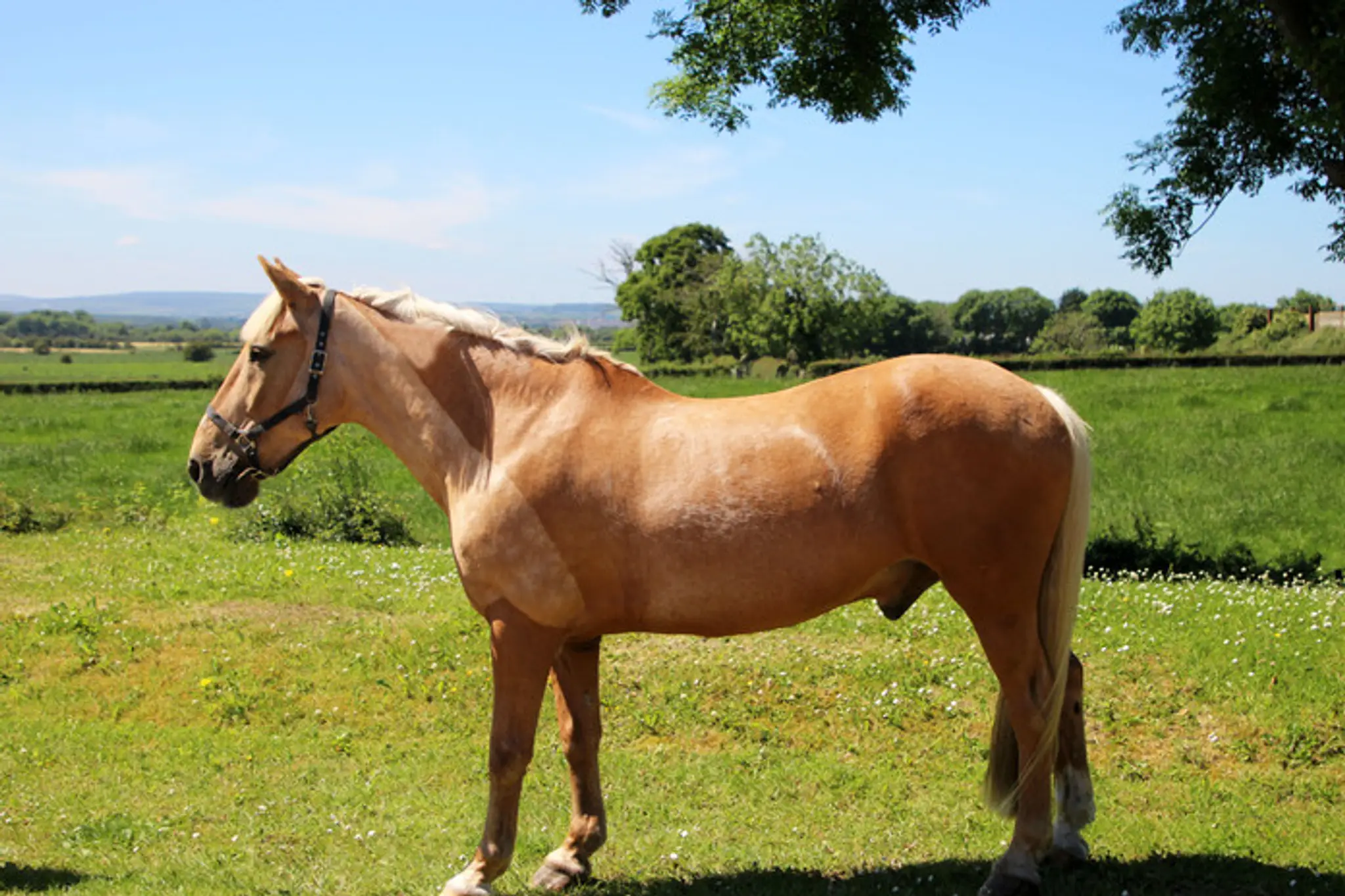 Island Equestrian centre Farm