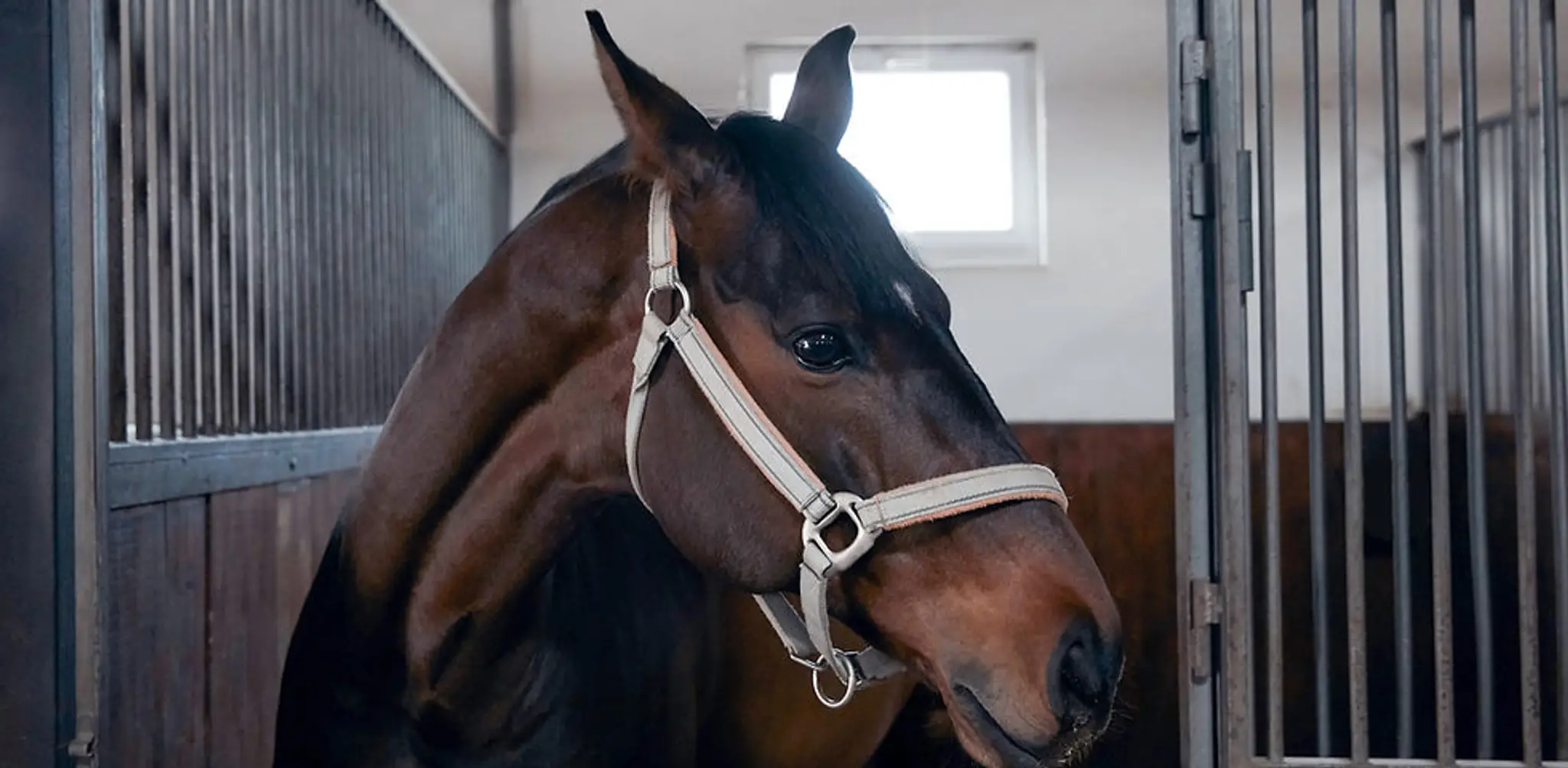 Equestrian Center De Bellenoue