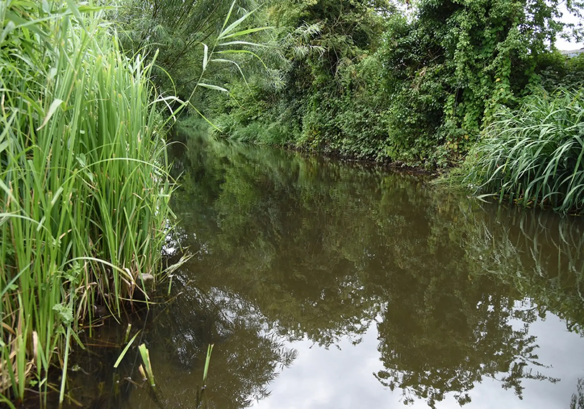 River Lea - Marford Farm Fishery (Verulam Angling Club)