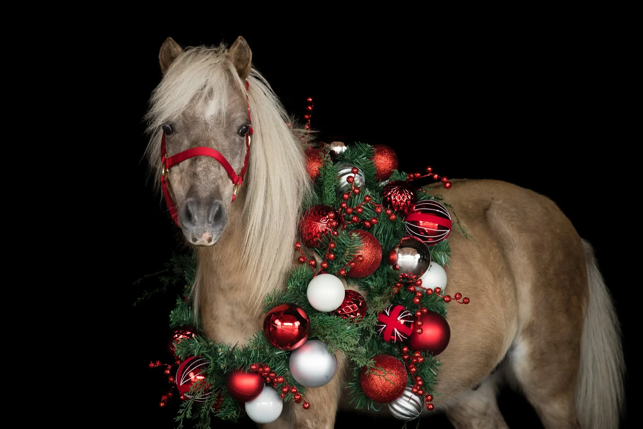 Toronto Equestrian Downtown
