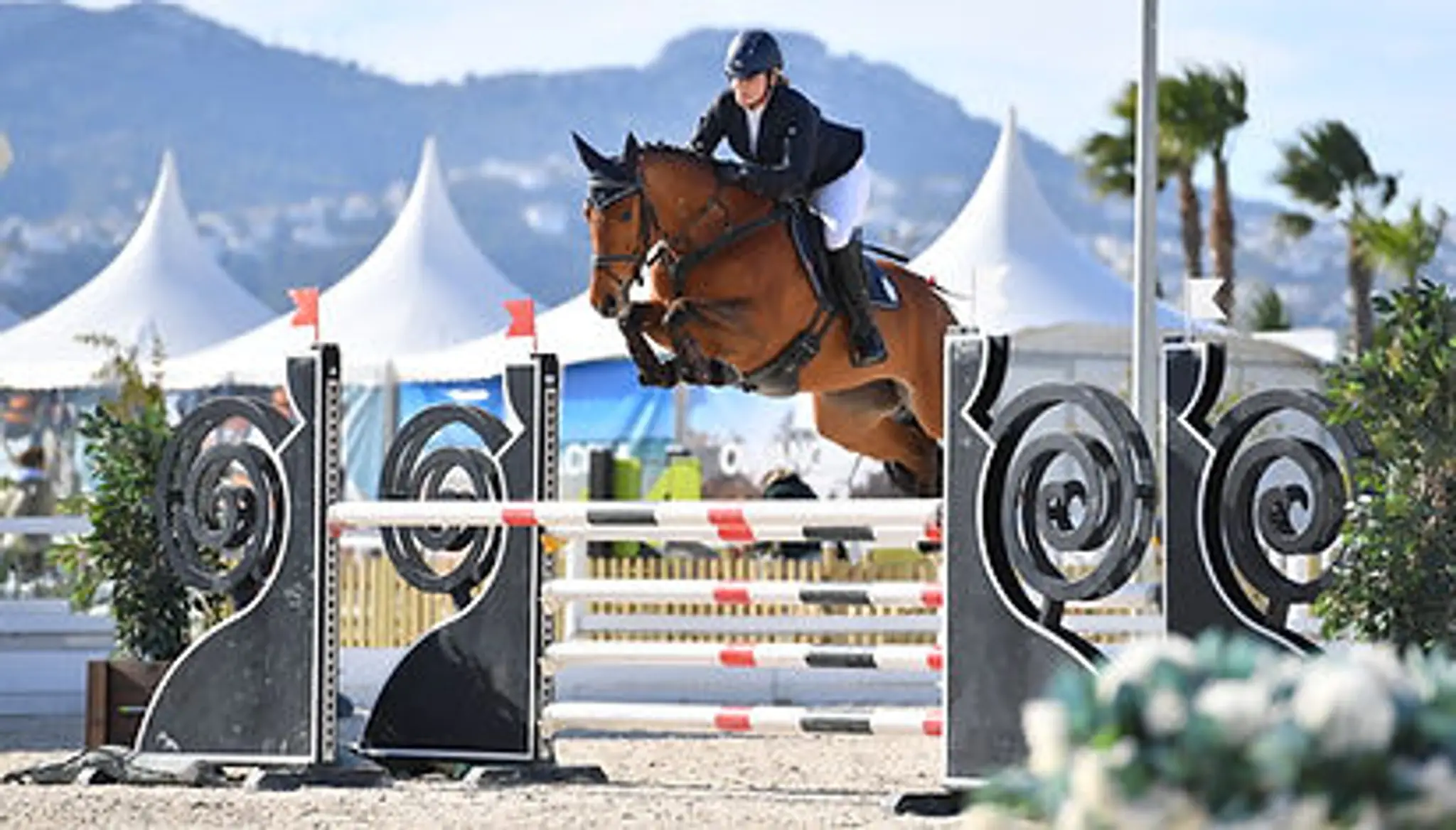 Maxted Massey Stud and Livery Stables