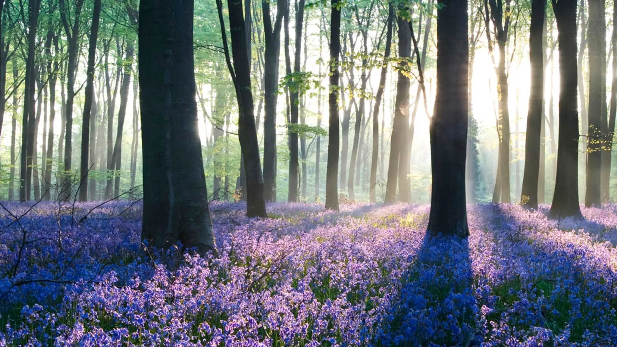 Human movement therapy