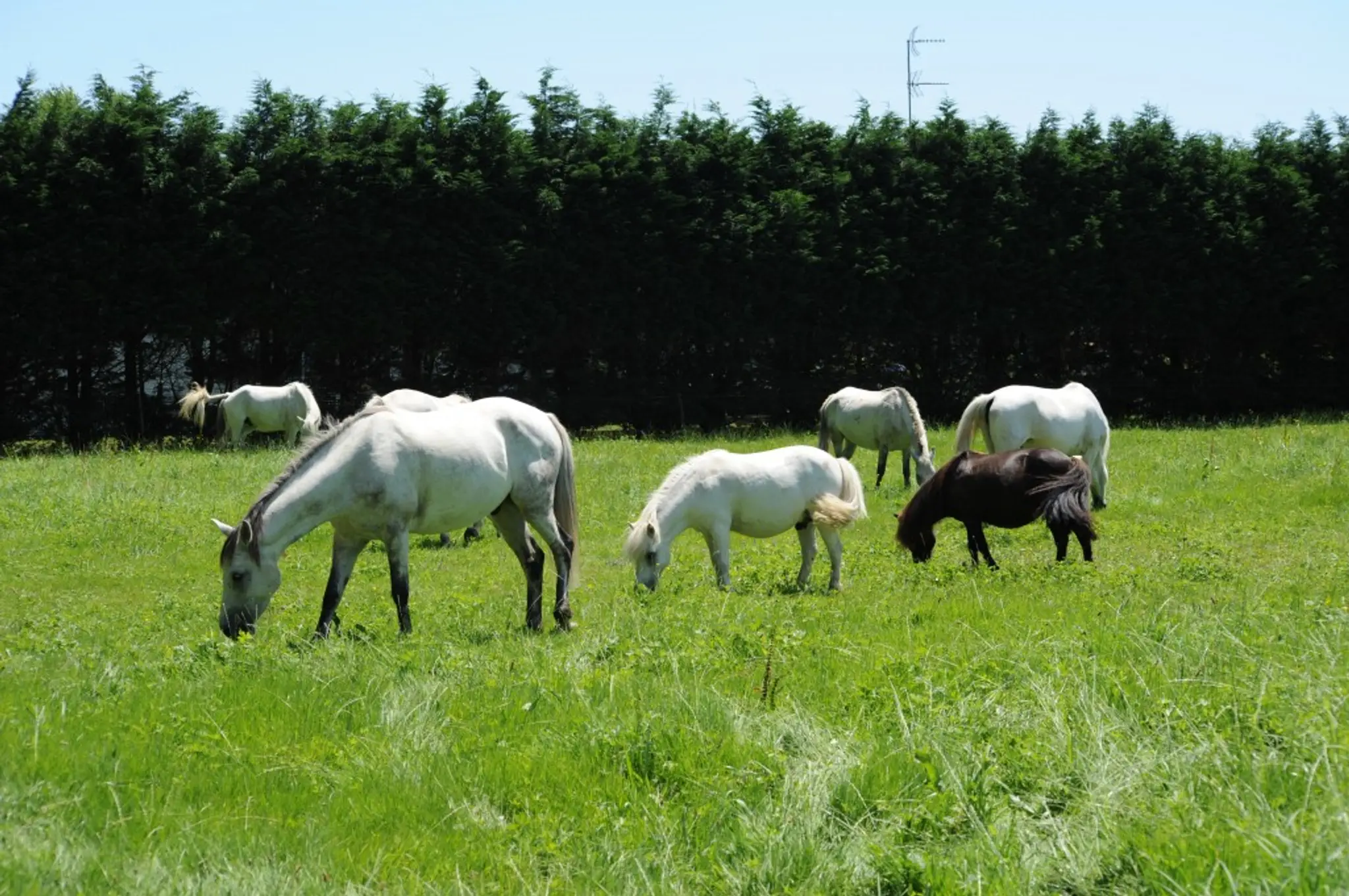 Les Ecuries De Lortenia
