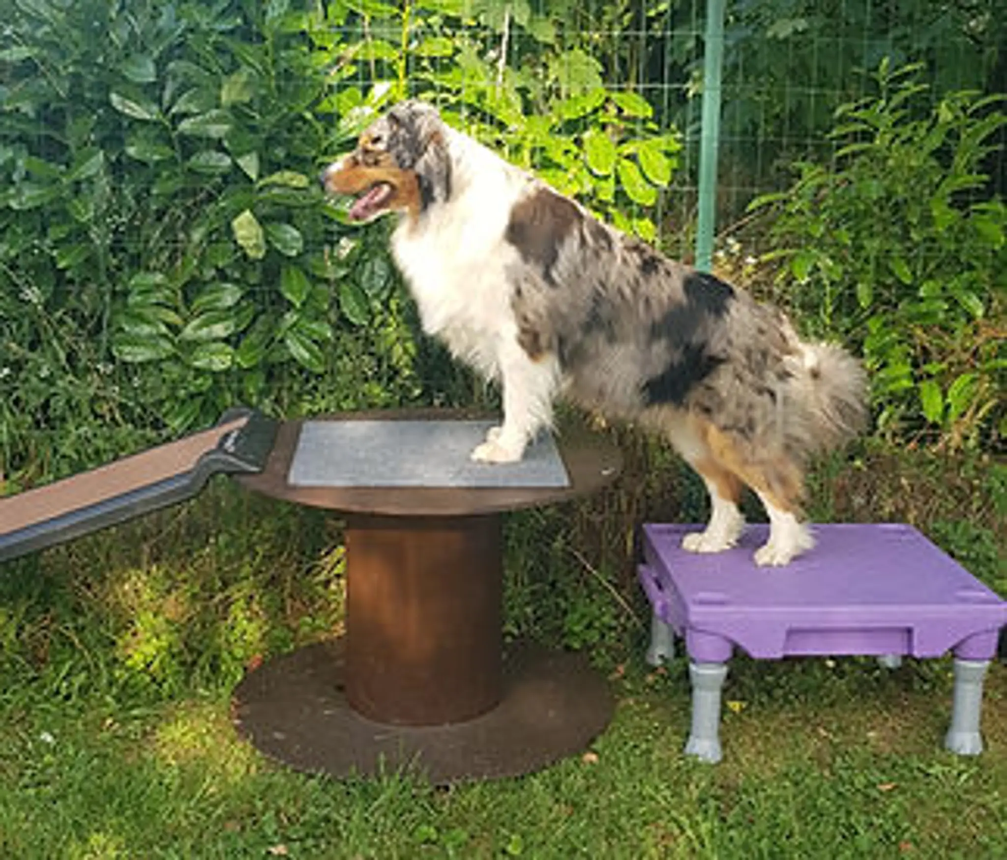 Ames Animales Education & Bien-être - Comportementaliste Canin/Félin/Equin