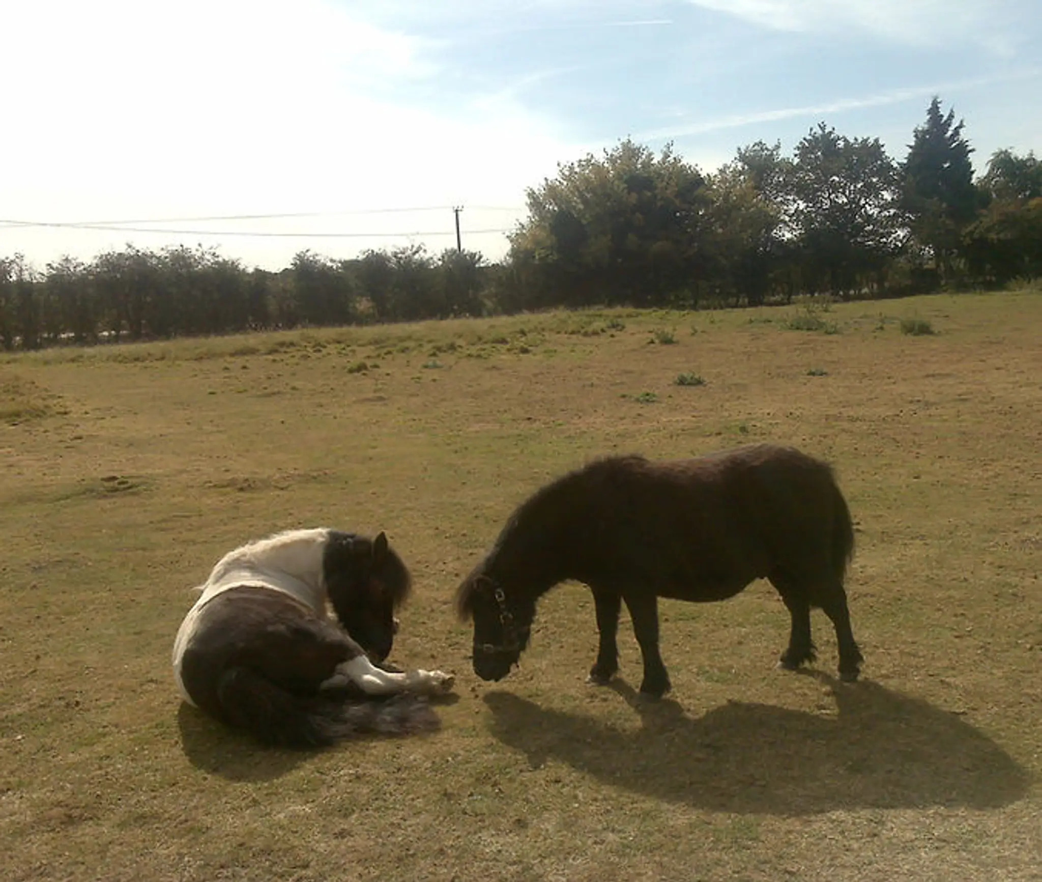 London & Cambridge Pony Parties Ltd