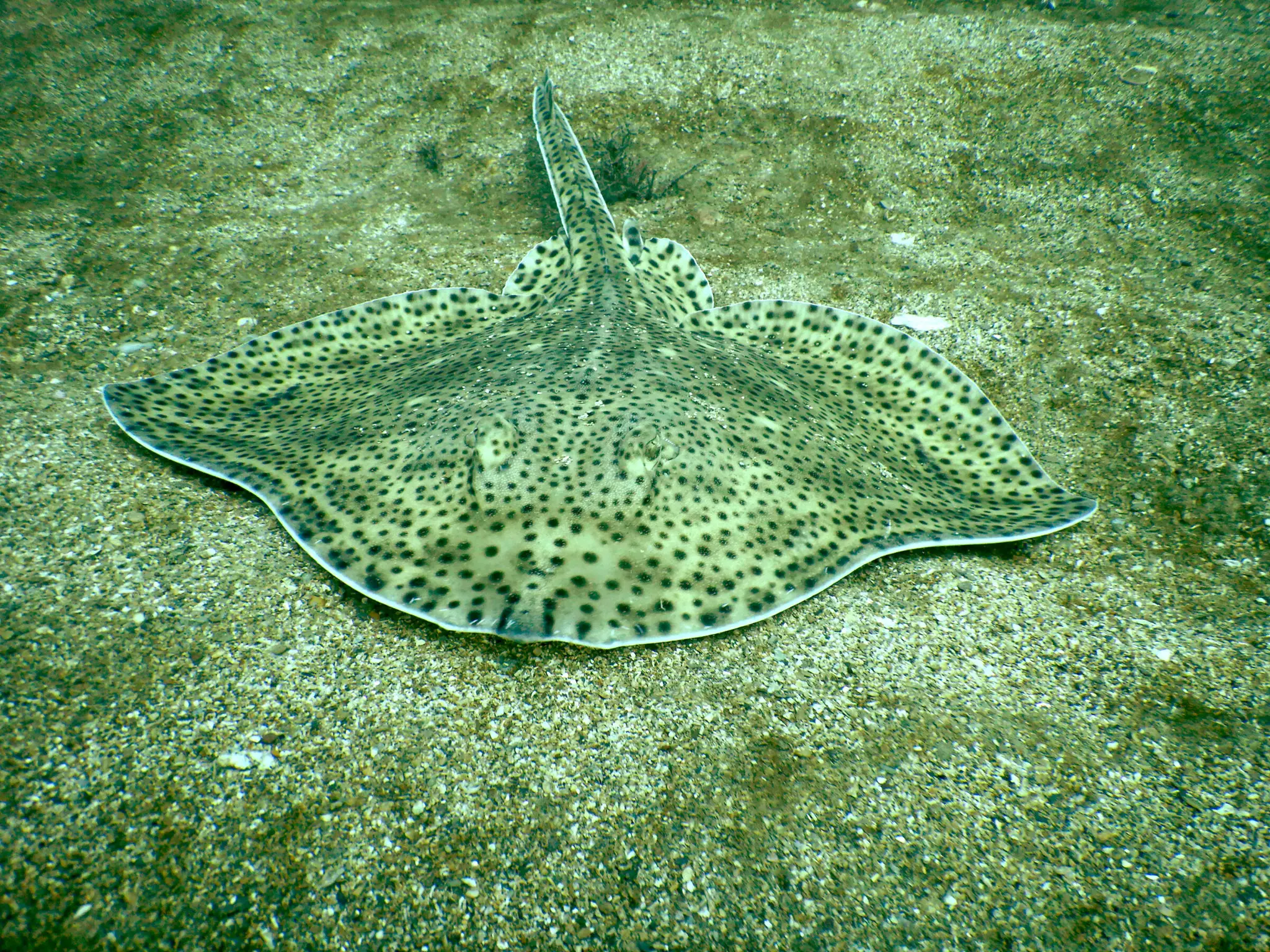 Cirencester Dolphin Sub-Aqua Club