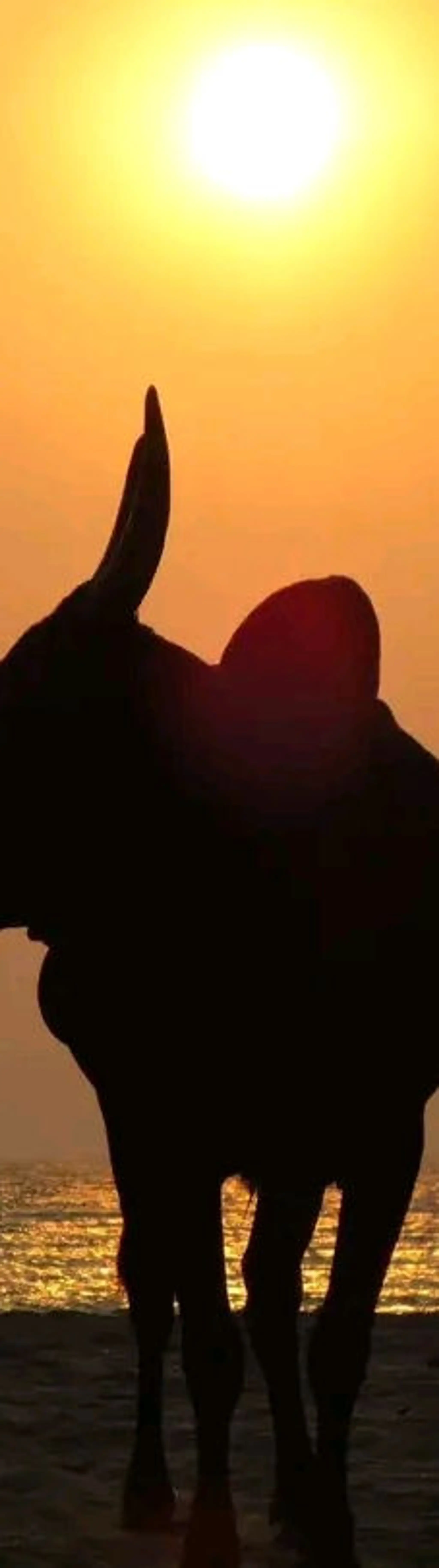 ZAF Yoga - Hatha yoga from Natalie for beginners and intermediate