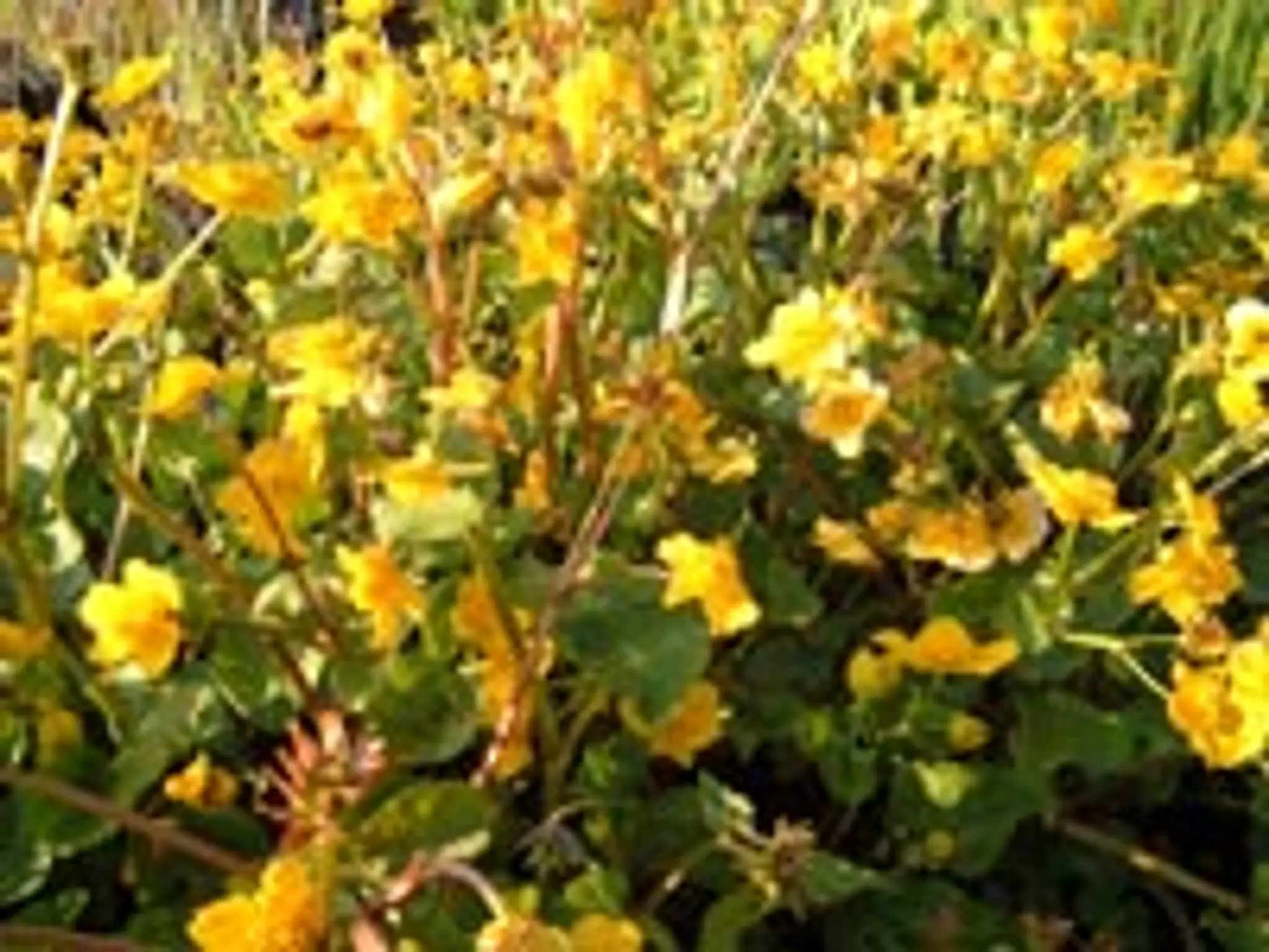 Bride Valley Nursery