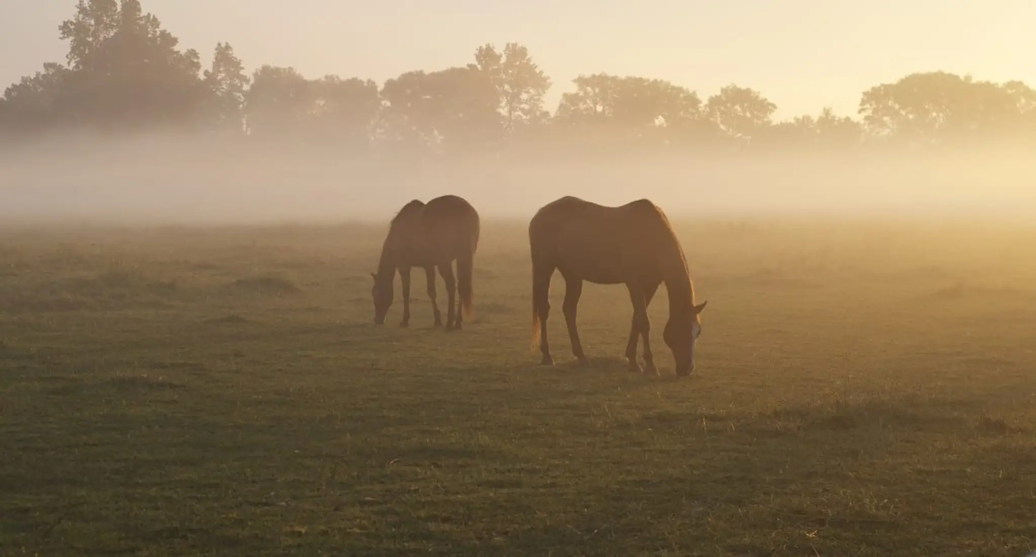 Conestogo River Horseback Adventures