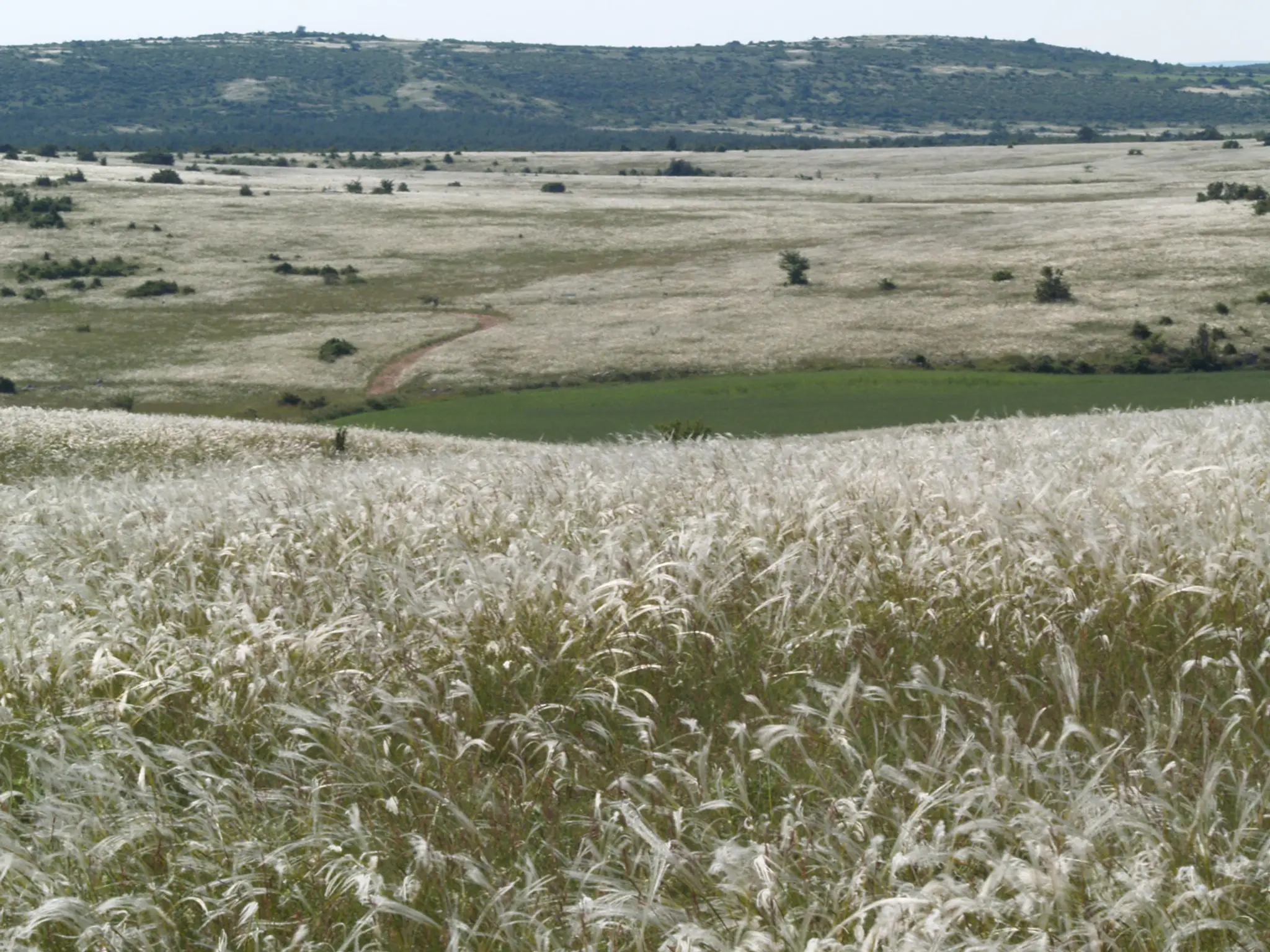 Ferme de Ribevenes/ Anatole Rando âne