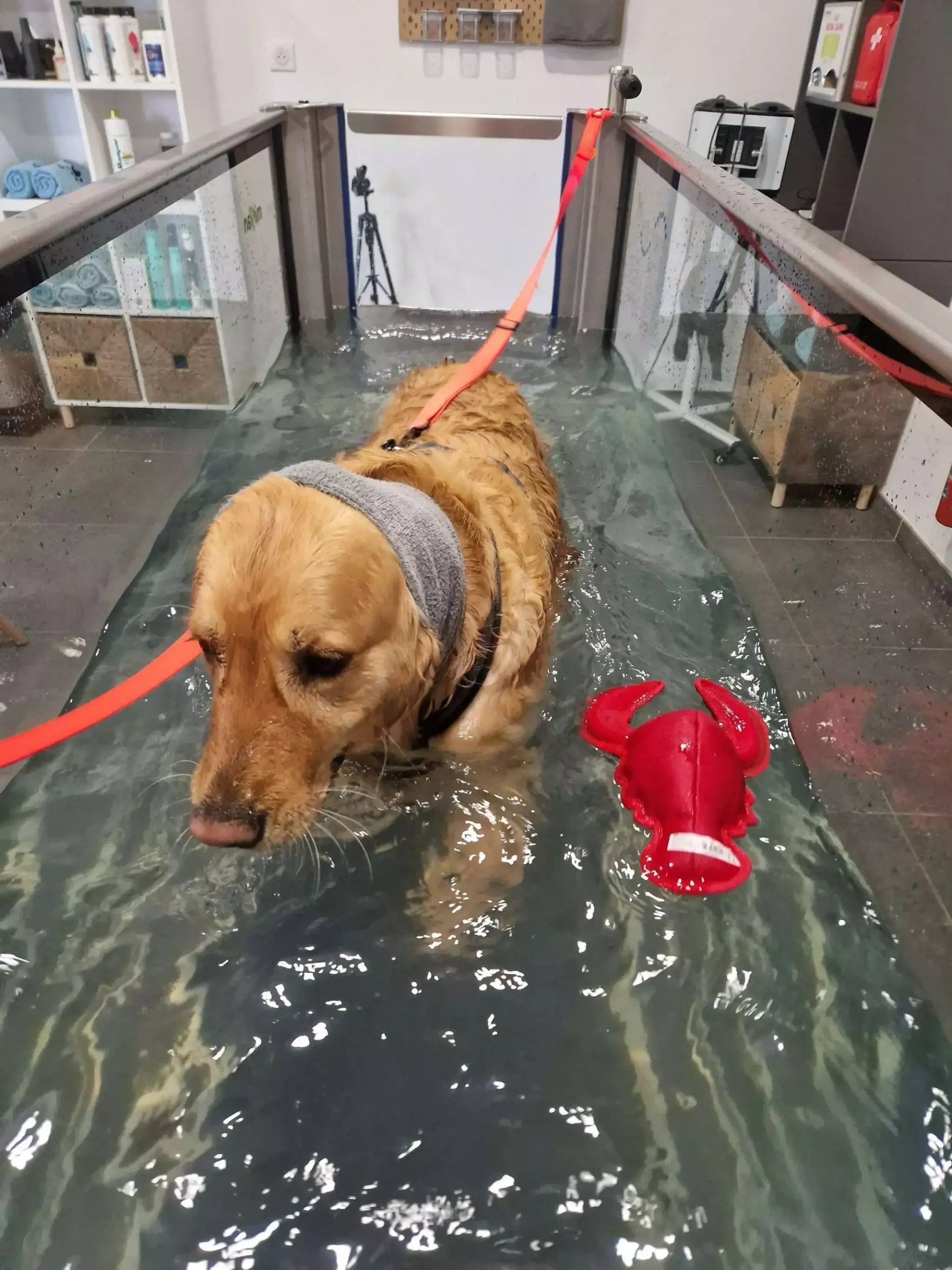 Artemis - Hydro Balneo Canine