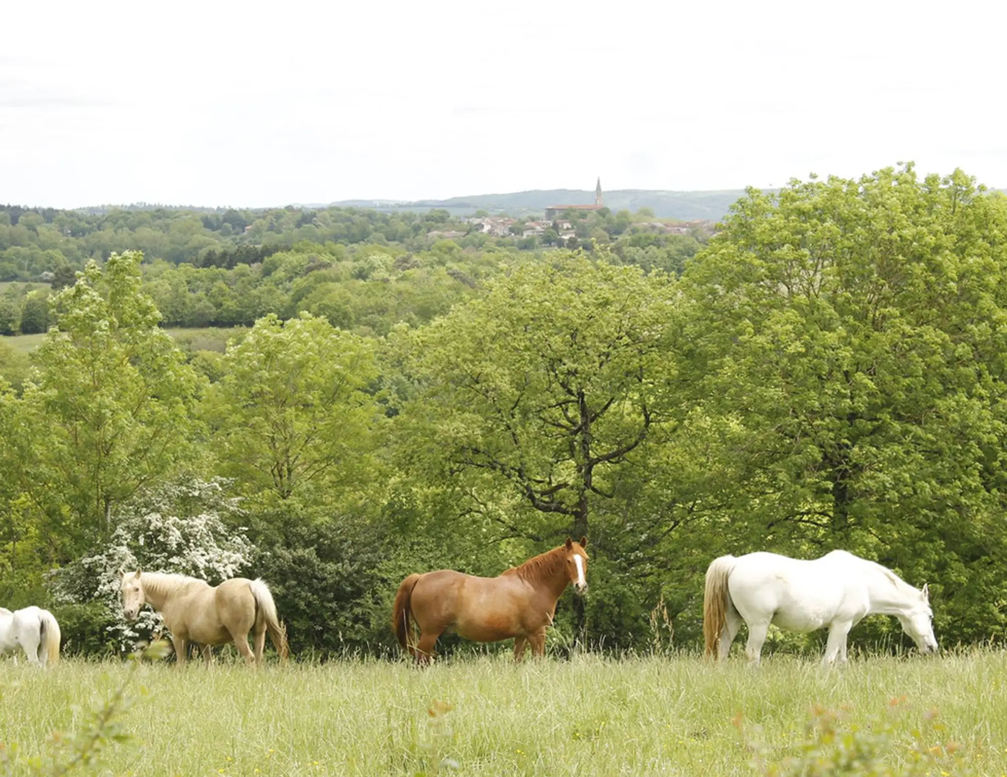 Etrier Montredonnais