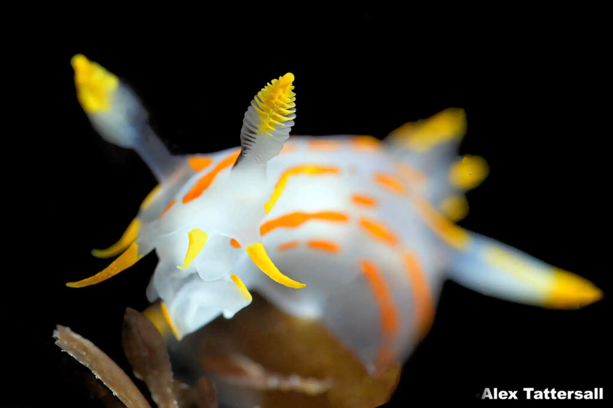Palaemon Divers - Liverpool