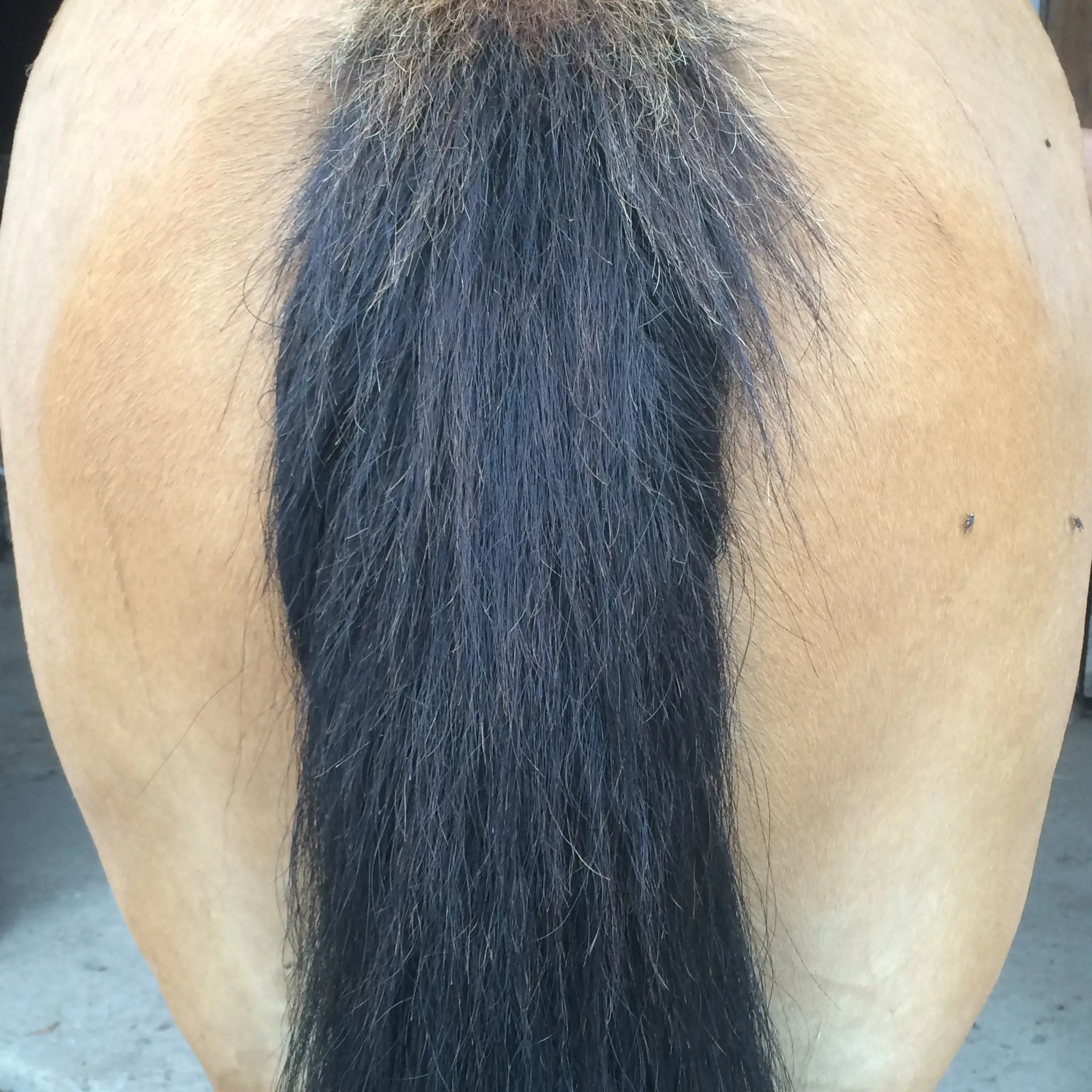 Stud La Mellerie