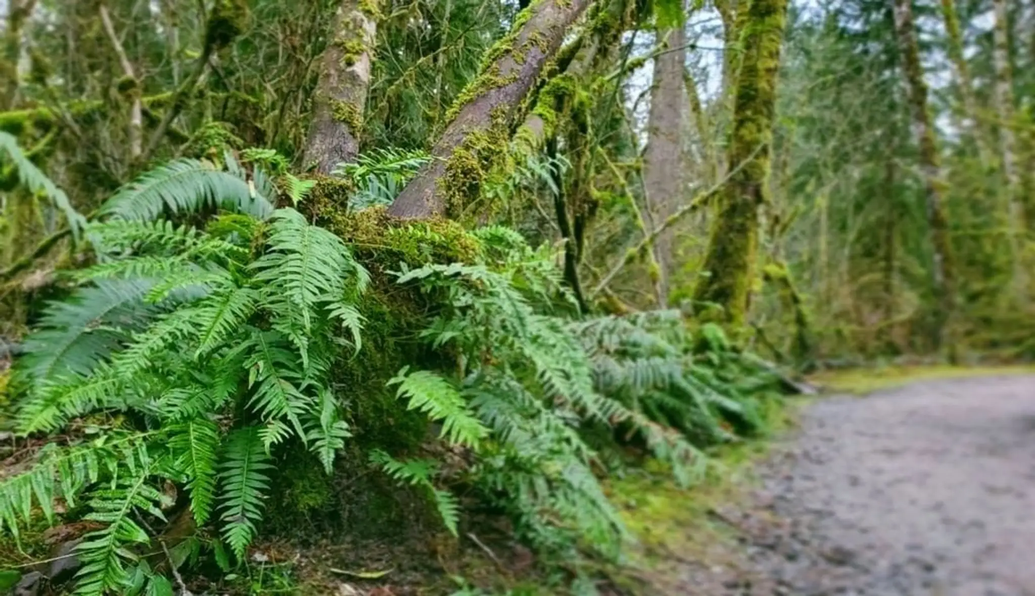 Fern Walk Health and Wellness