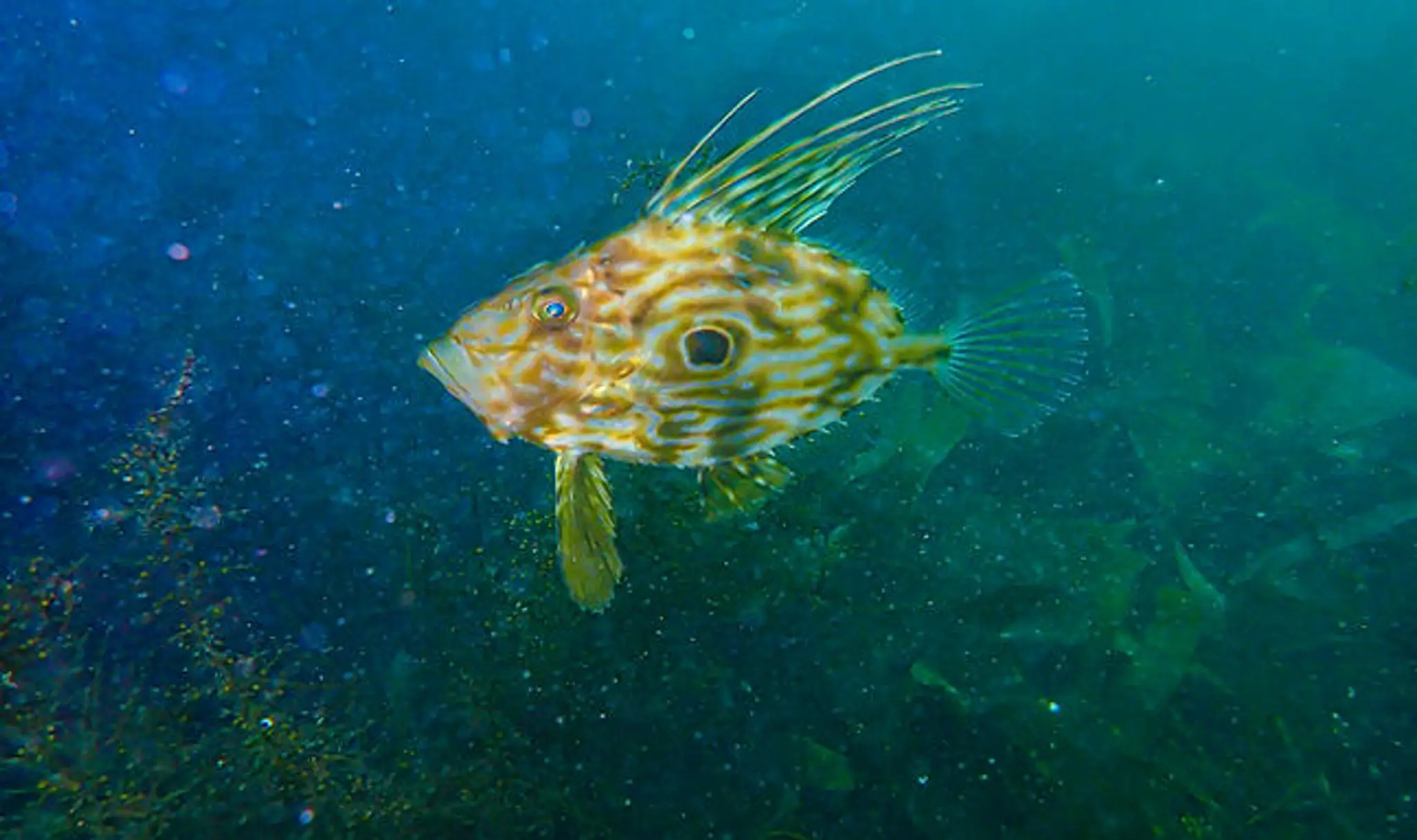 Club de Plongée de Cornouaille