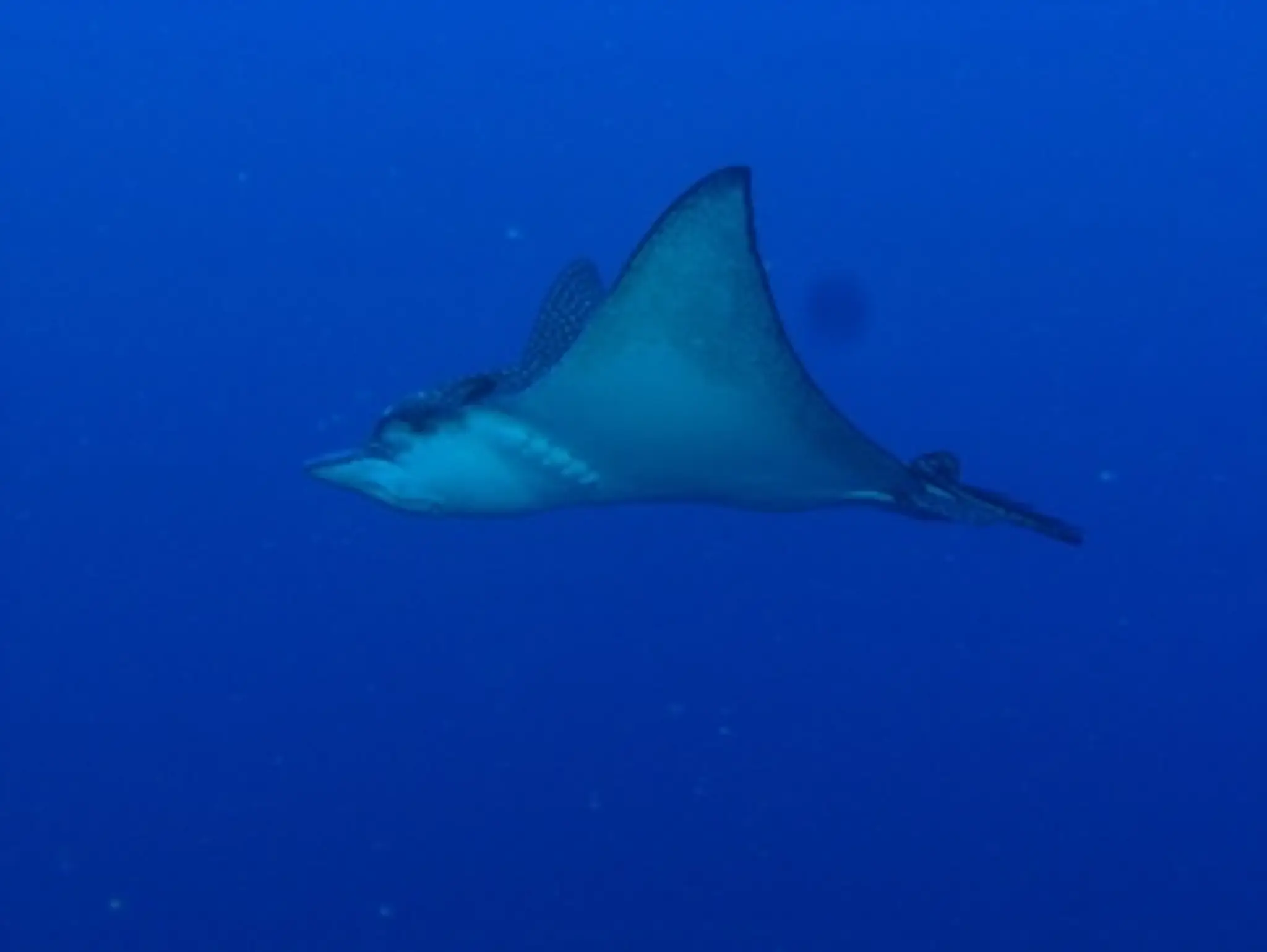 Marseille Sports Loisirs Culture - Section Plongée