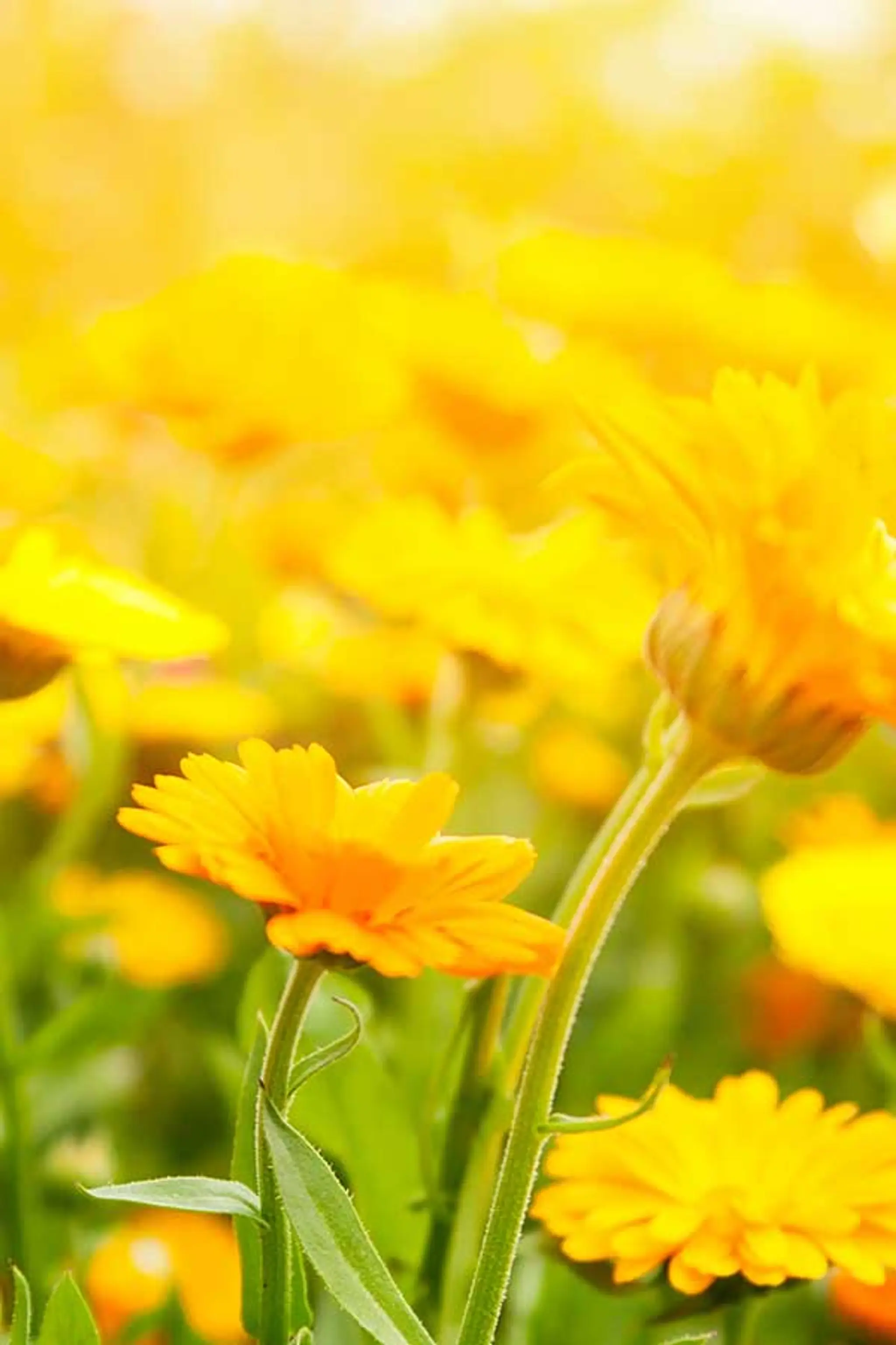 The Gathering Fields Retreat & Apothecary