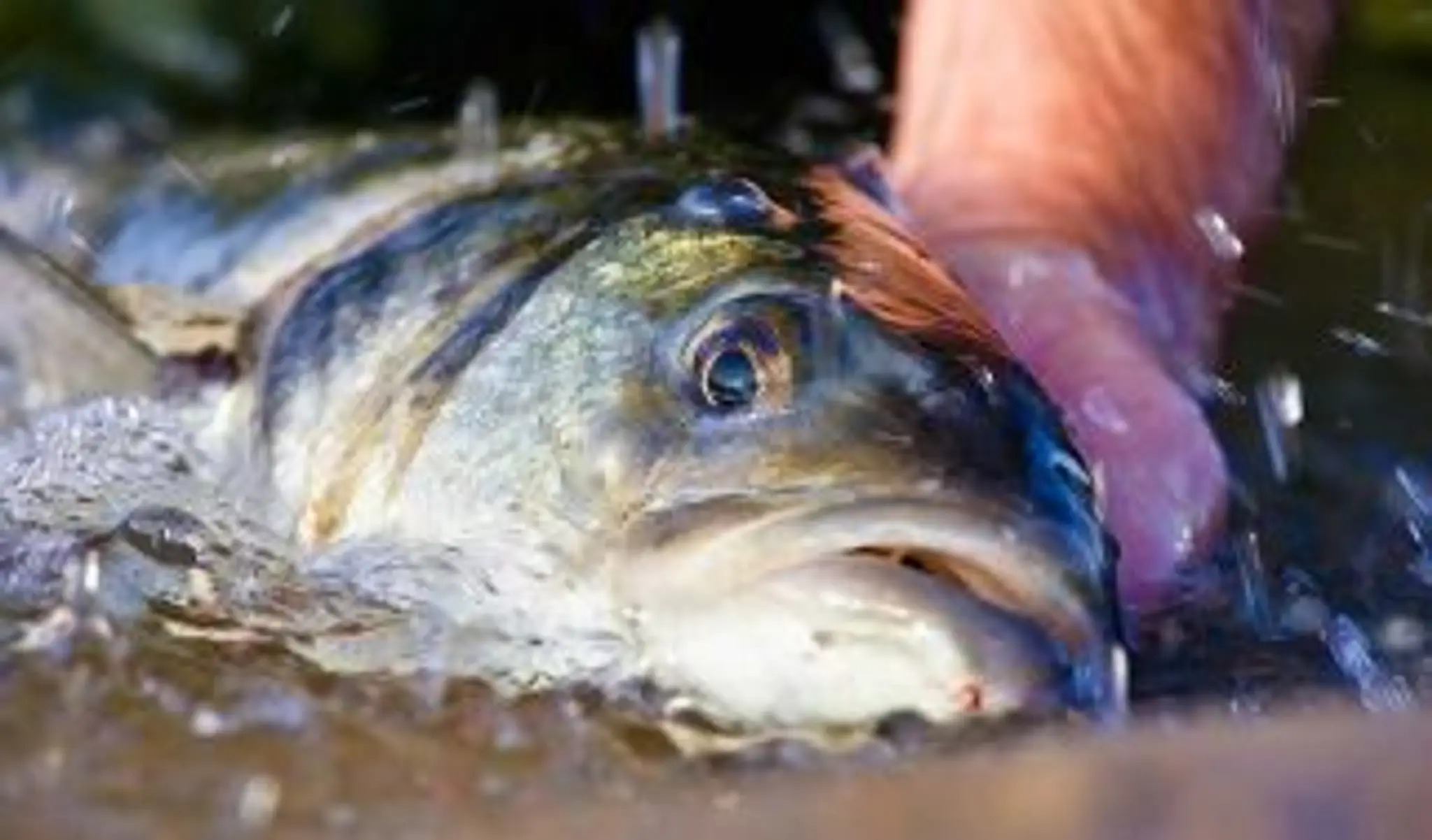 Bass Anglers' Sportfishing Society